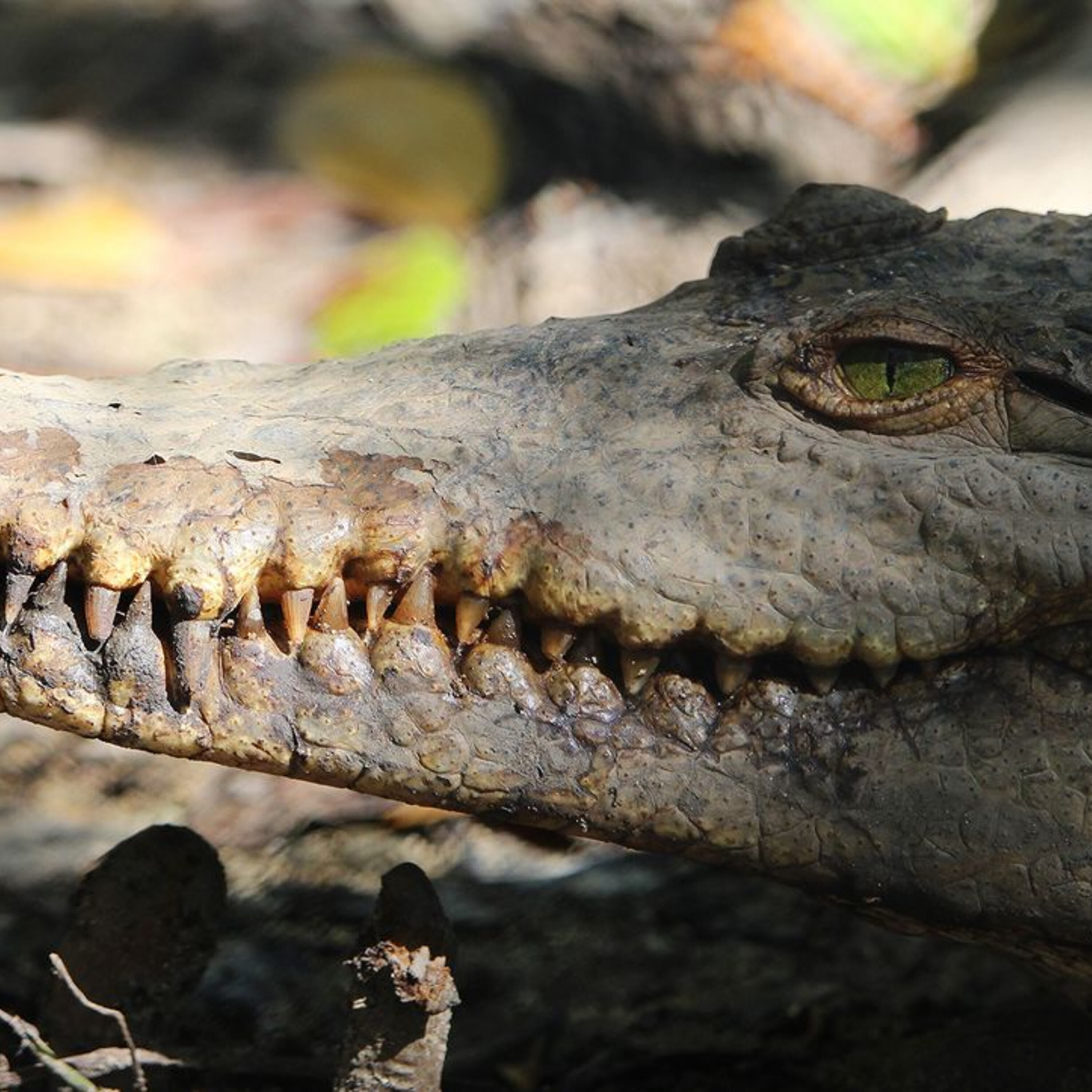 Mysteriously male crocodiles, the future of negotiating AIs, and atomic bonding between the United States and China