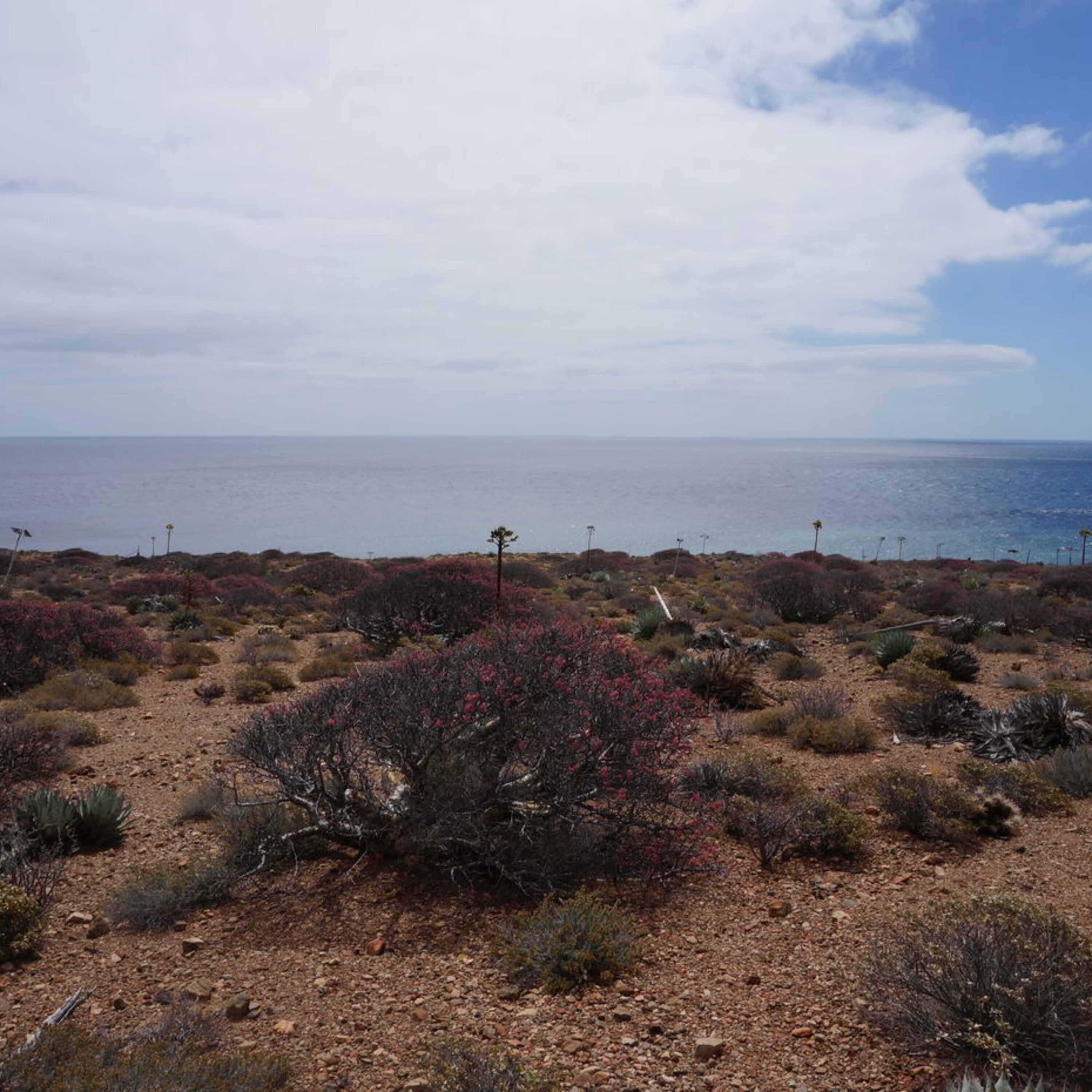Coddled puppies don’t do as well in school, some trees make their own rain, and the Americas were probably first populated by ancient mariners