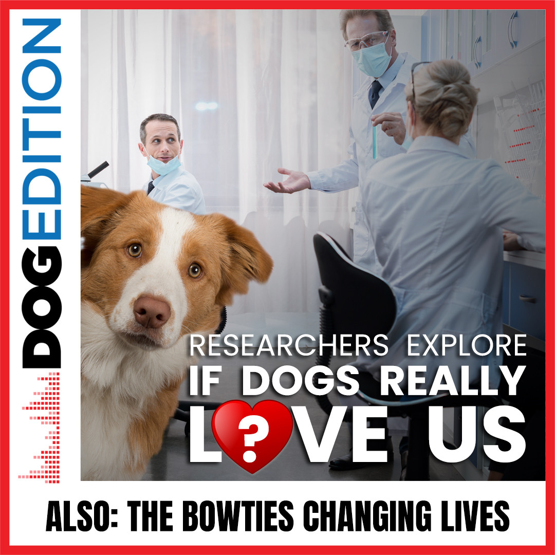 Researchers Explore If Dogs Really Love Us | The Bowties Changing Lives | Dog Edition #38