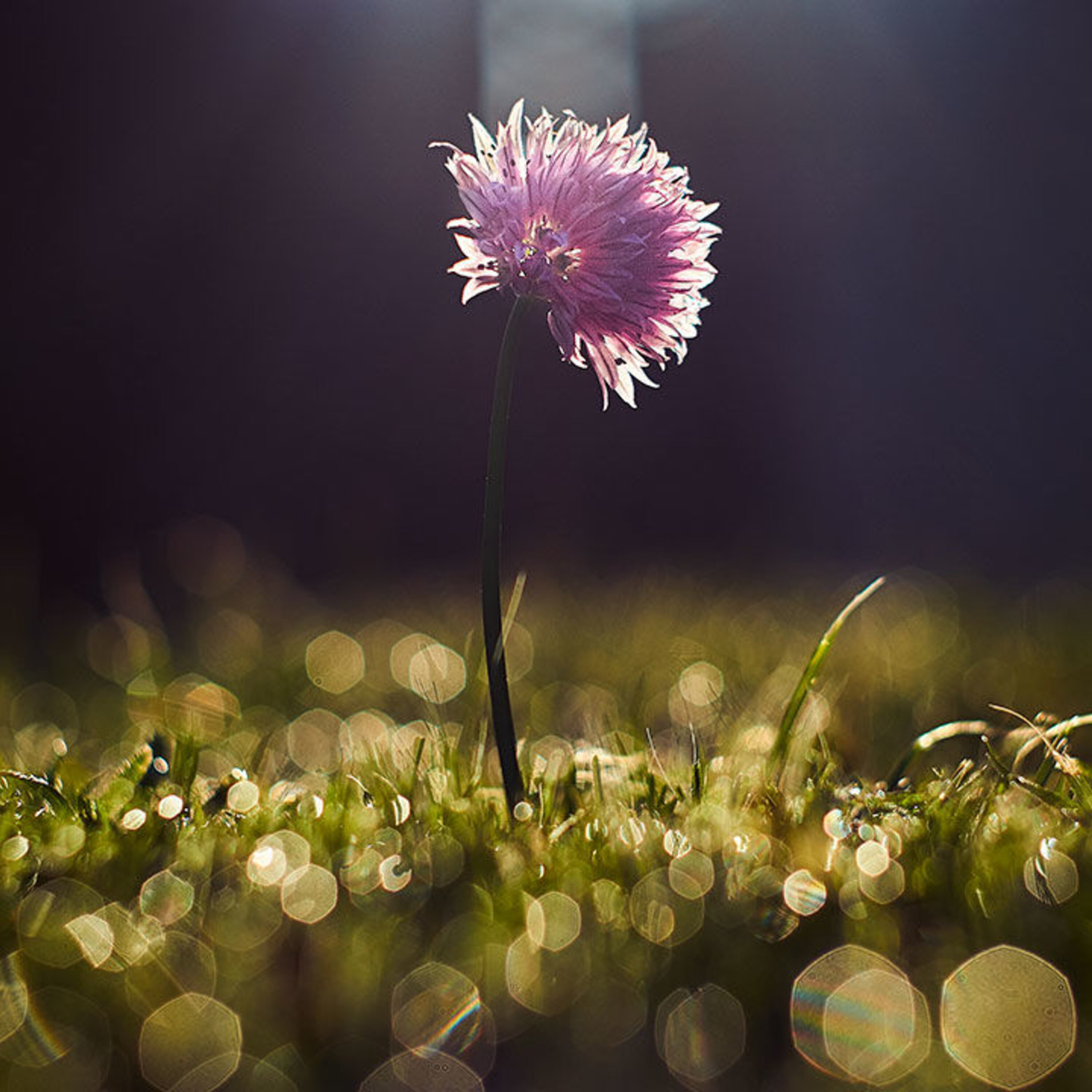 The biology of color, a database of industrial espionage, and a link between prions and diabetes