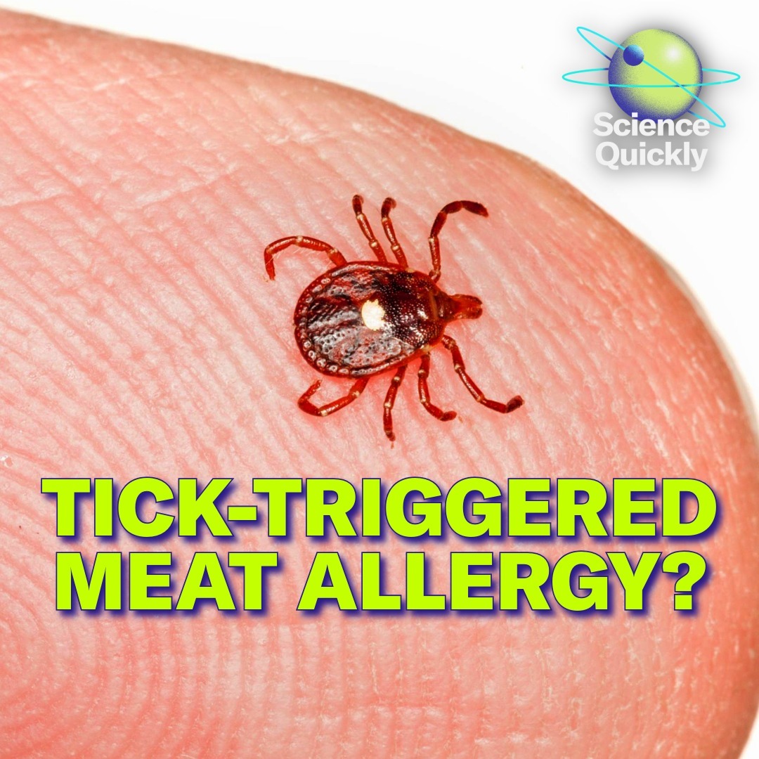 How a Tick Bite Can Make You Allergic to Meat