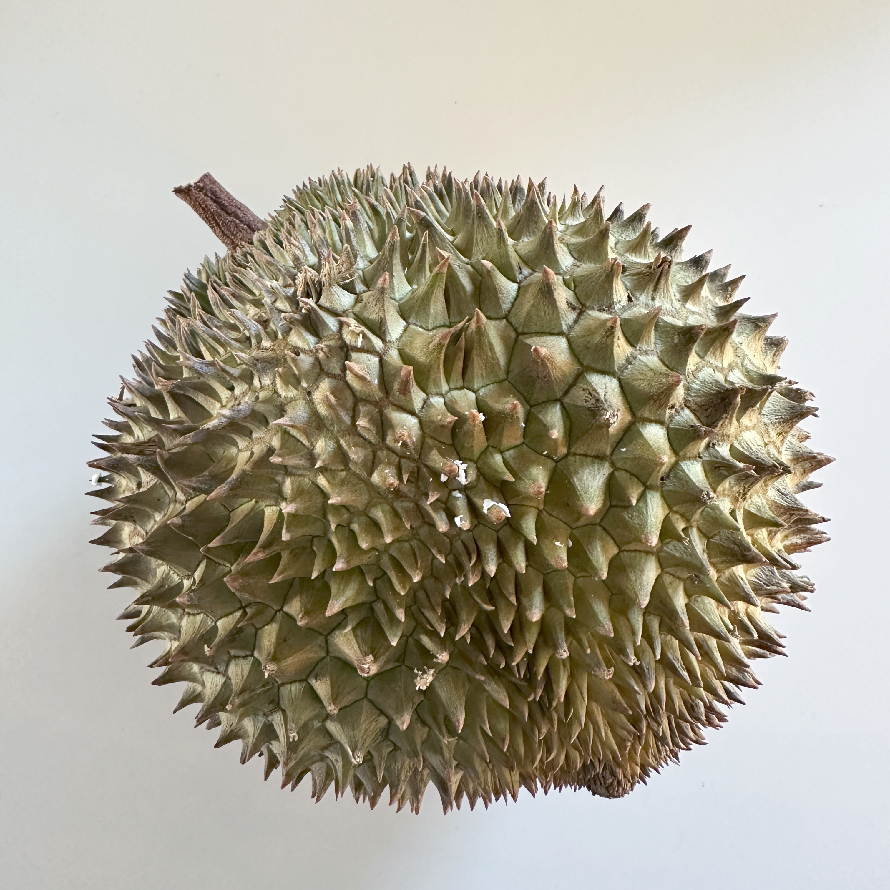 Durian Delight and Feijoa Fun: Adventures in Banned, Forgotten, and Unusual Fruit podcast episode