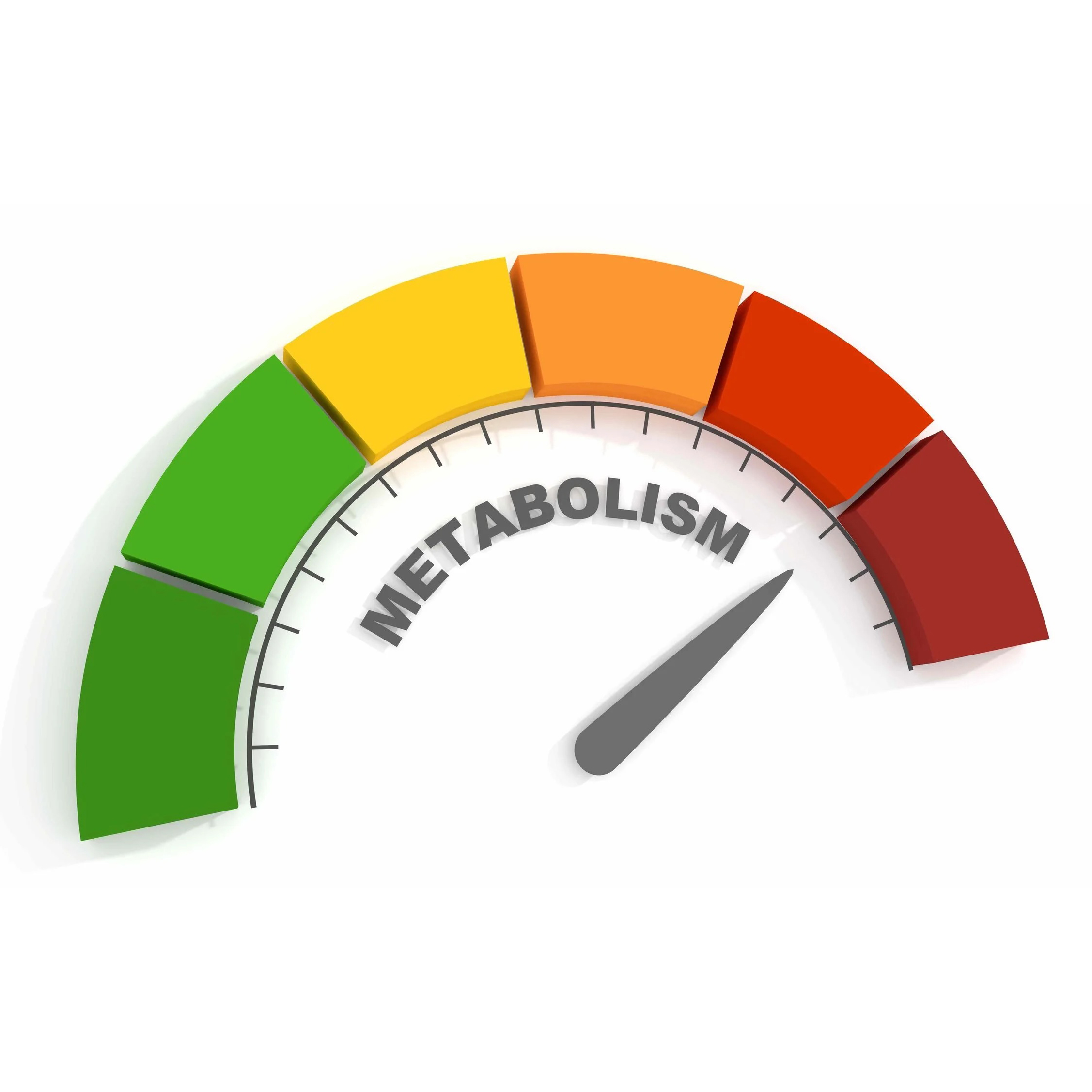 Everything You Know About Metabolism Is Wrong