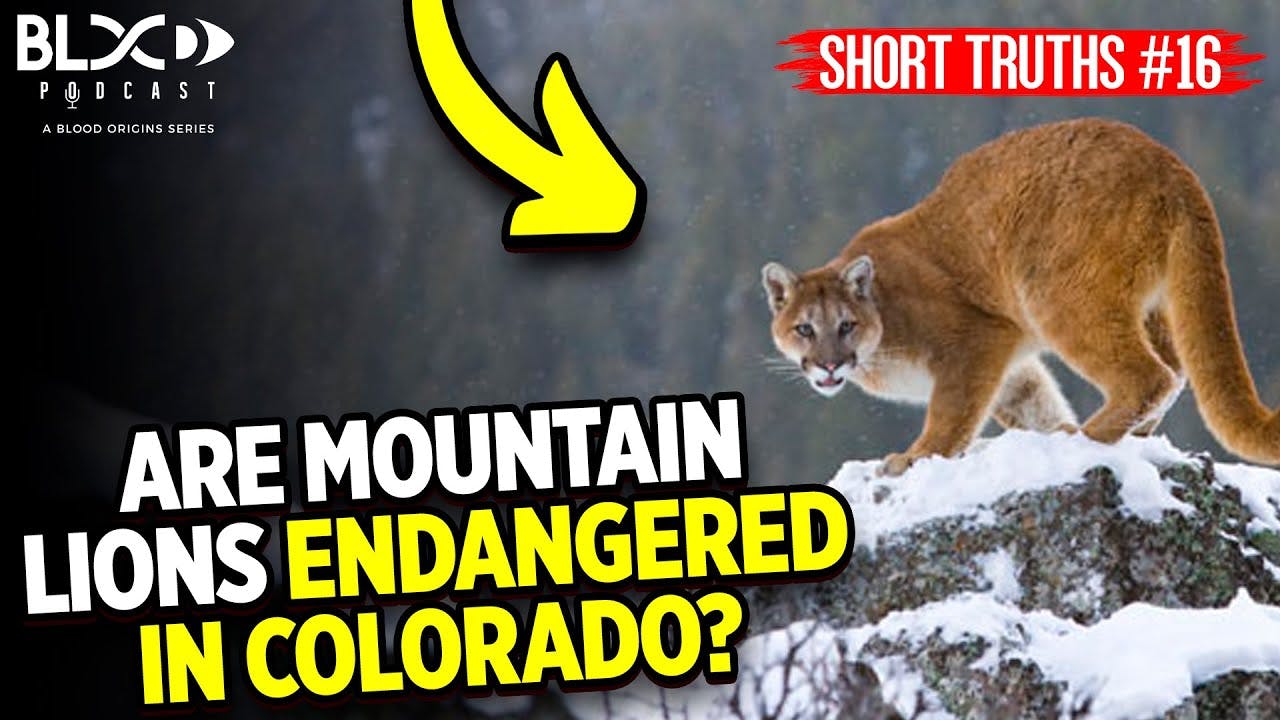 Short Truths Ep. 16 - Are Mountain Lions and Bobcats Endangered in Colorado?