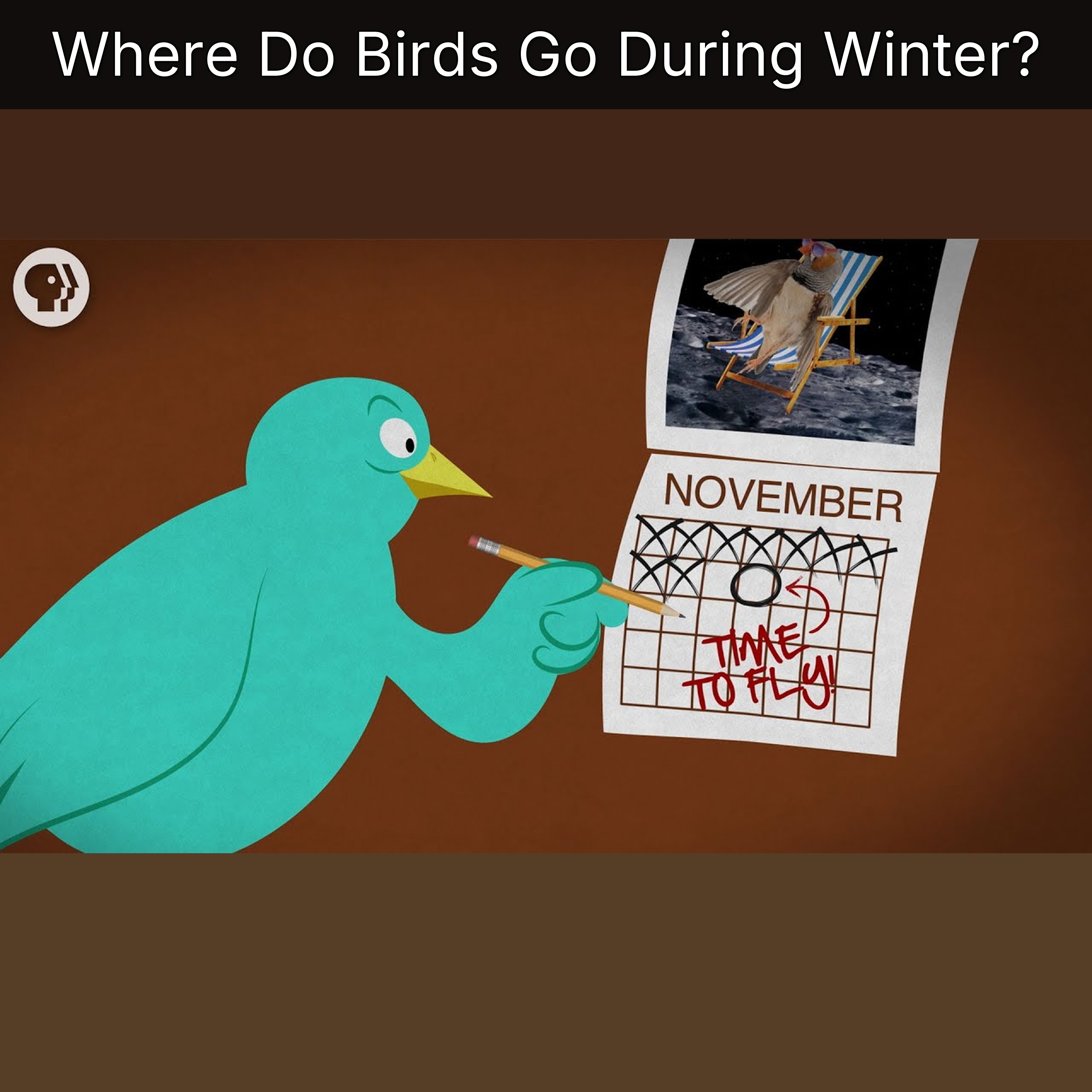 Where Do Birds Go During Winter? episode artwork