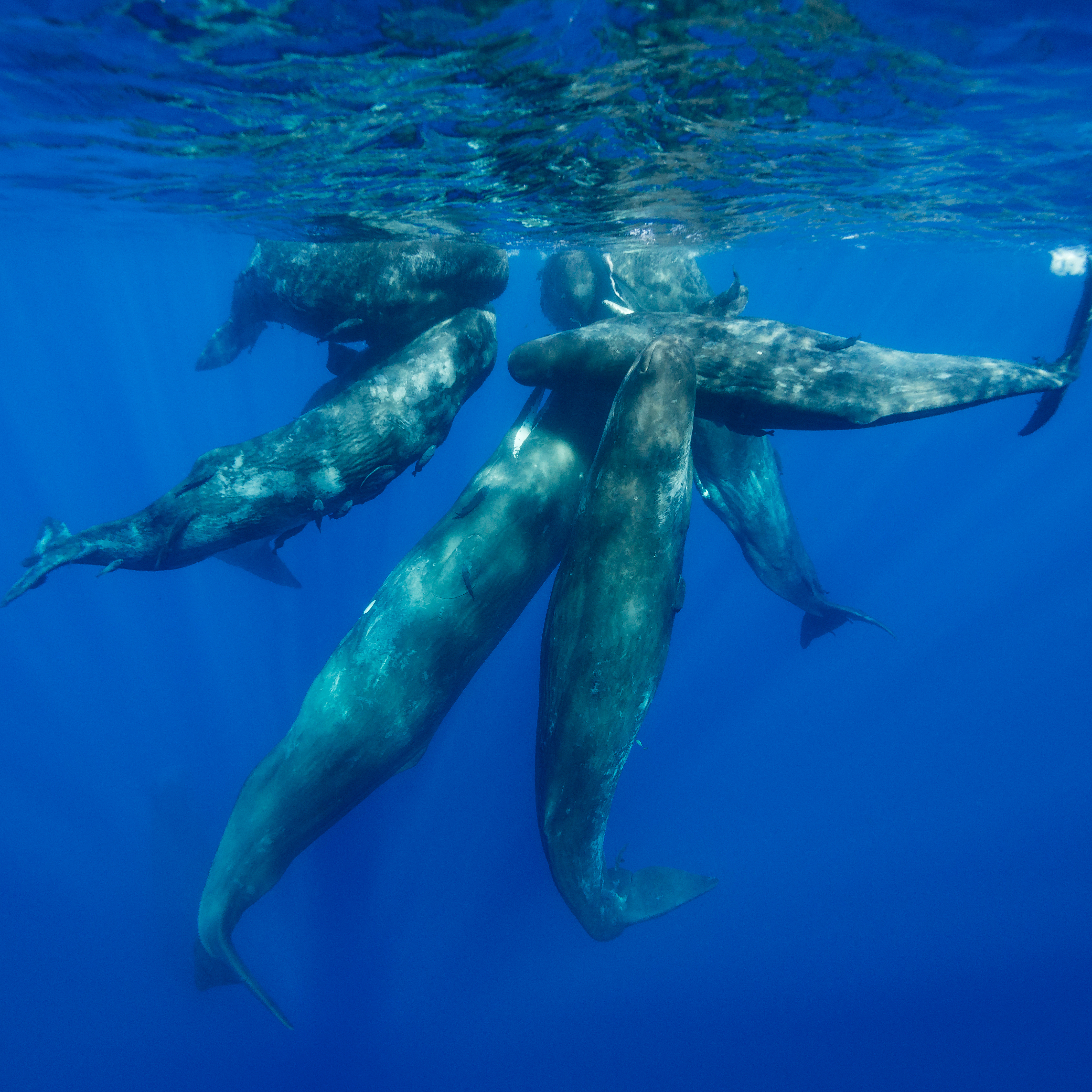 Deep Listening: Whale Culture, Interspecies Communication, and Knowing Your Place | Shane Gero