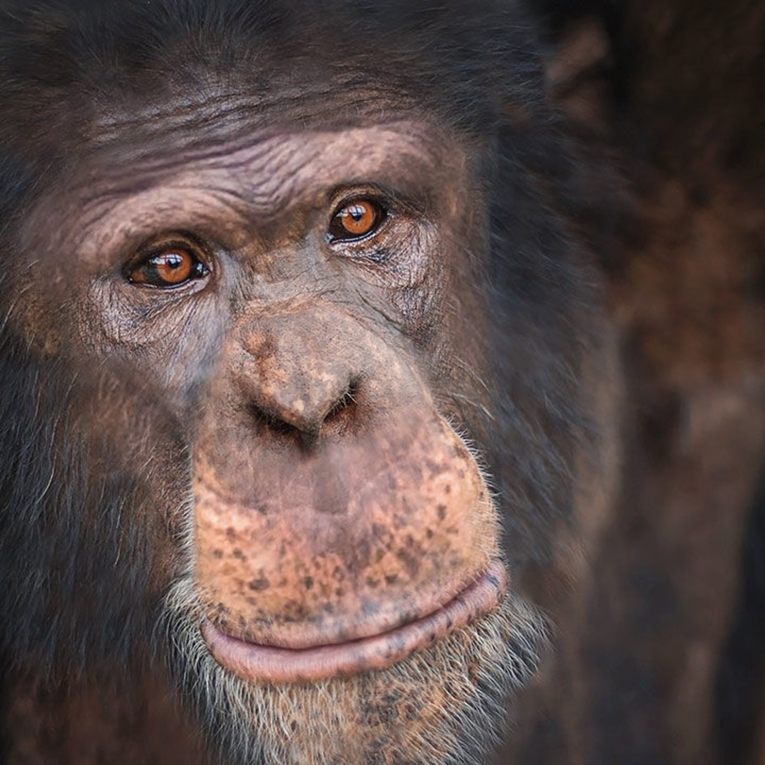 Slowly retiring chimps, tanning at the cellular level, and plumbing magma’s secrets