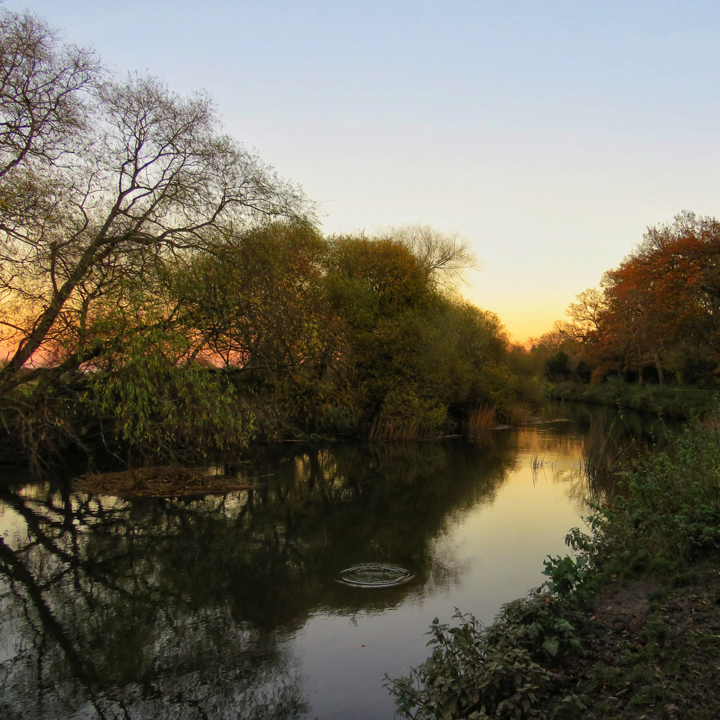Sound Escape 270. Be entranced by a sensational dawn chorus from Dorset episode artwork