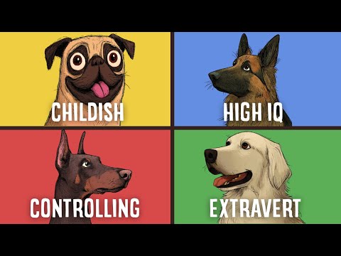 What Your Dog's Breed Says About You (Psychology Explained)
