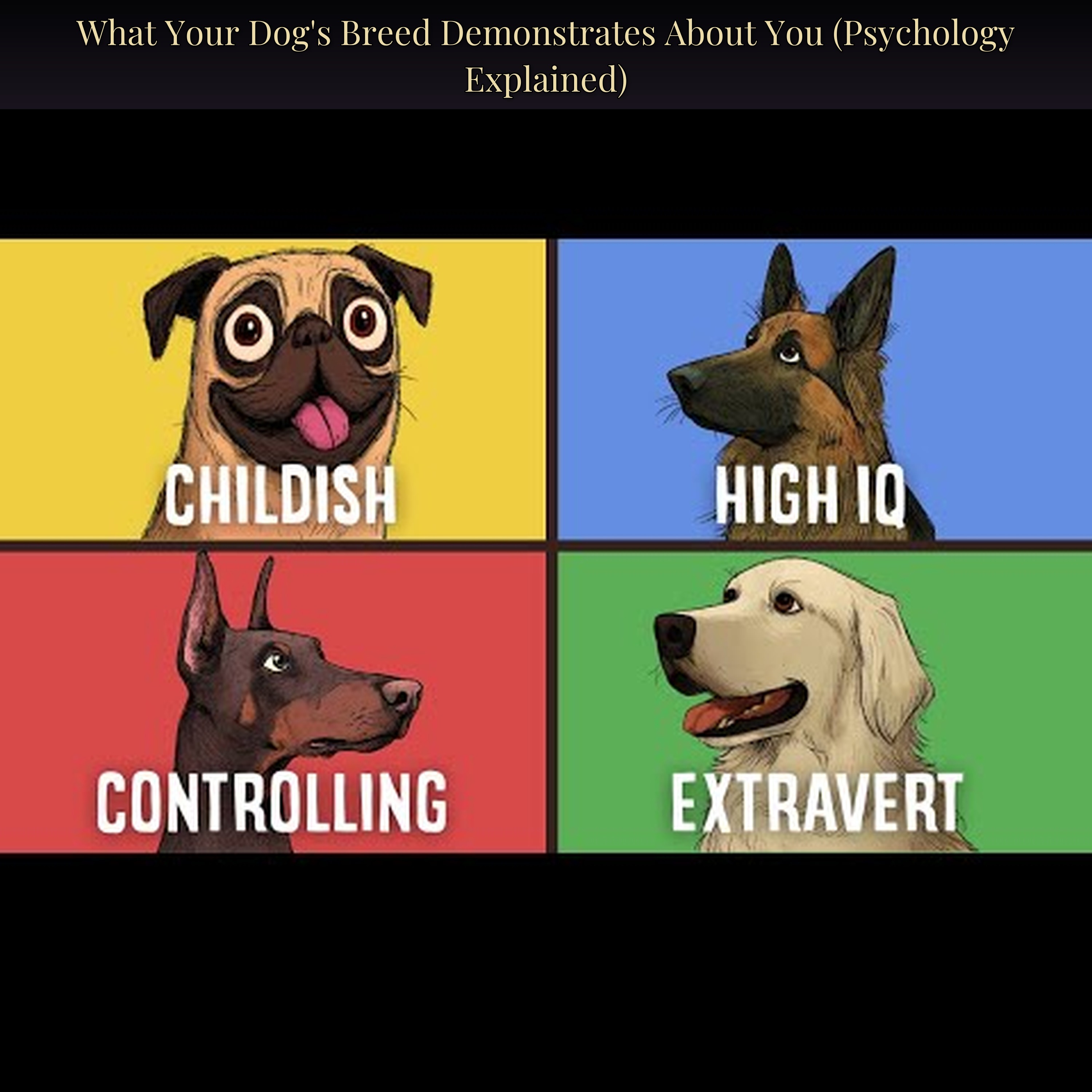 What Your Dog's Breed Demonstrates About You (Psychology Explained)