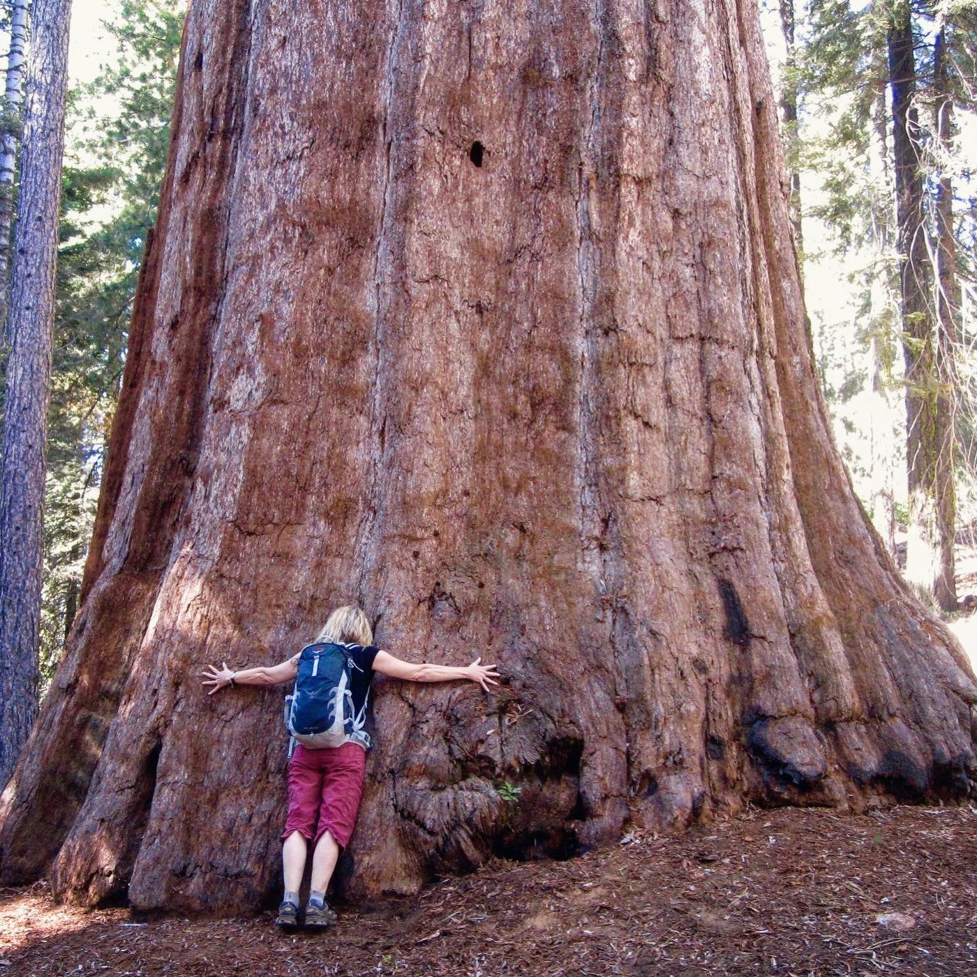#17: Sequoia and Kings Canyon National Parks Image
