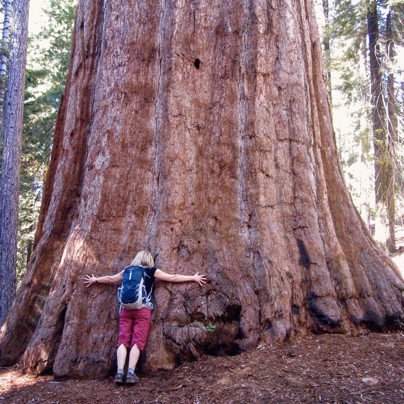 #17: Sequoia and Kings Canyon National Parks