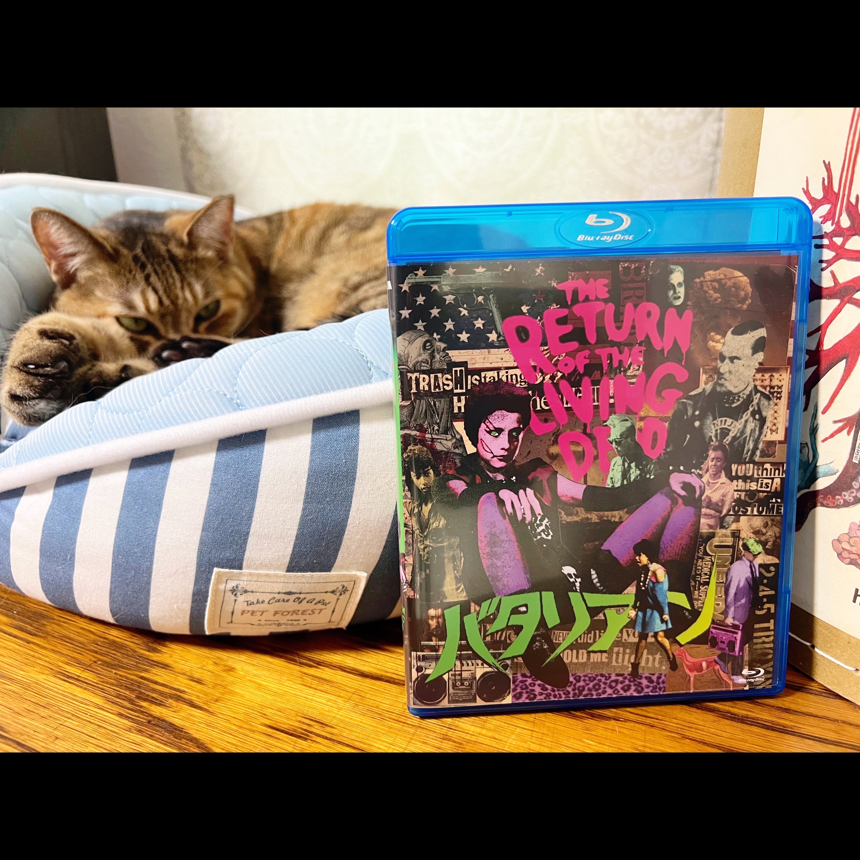 陰陽座 黒猫のねこまんまRADIO 第19夜 episode artwork