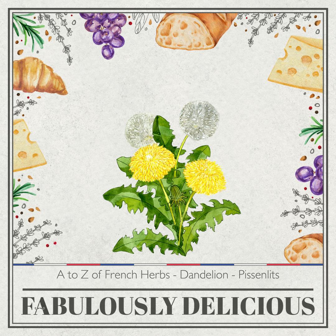 A to Z of French Herbs - Dandelion - Pissenlits