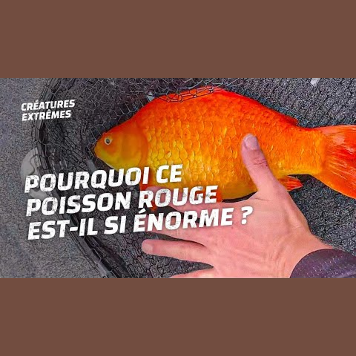 Un poison rouge hors normes