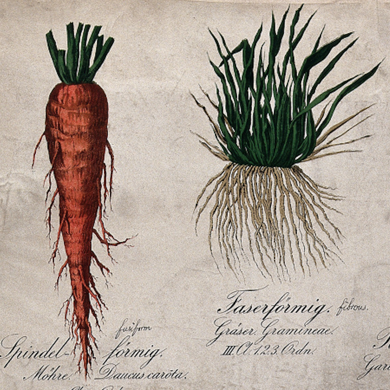 A Case for Kale: Vegetarianism in Victorian England