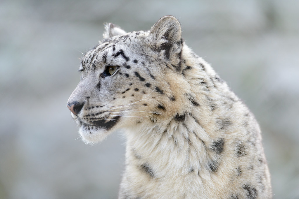 Episode 263: Secrets of Snow Leopards
