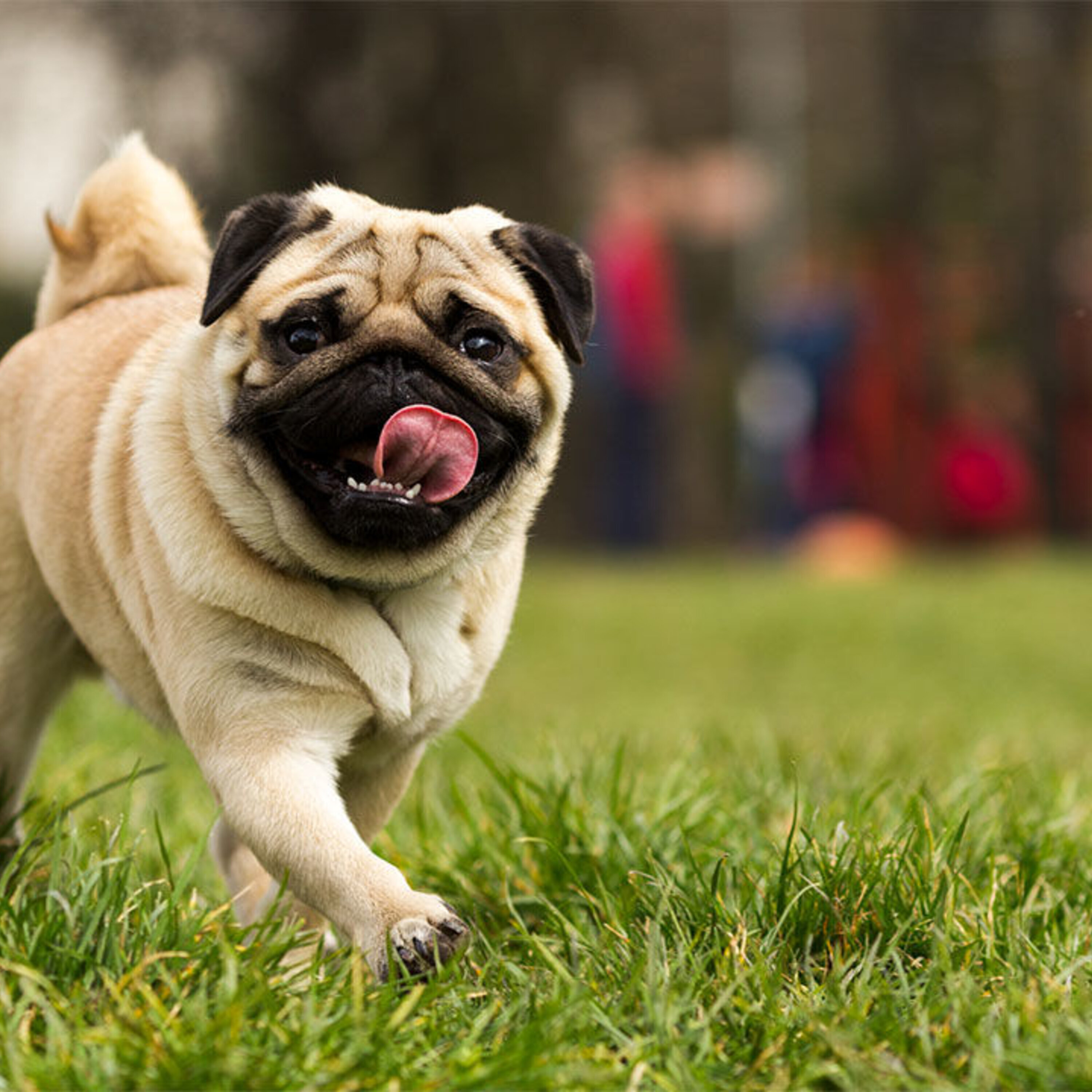 Podcast: Where dog breeds come from, bots that build buildings, and gathering ancient human DNA from cave sediments