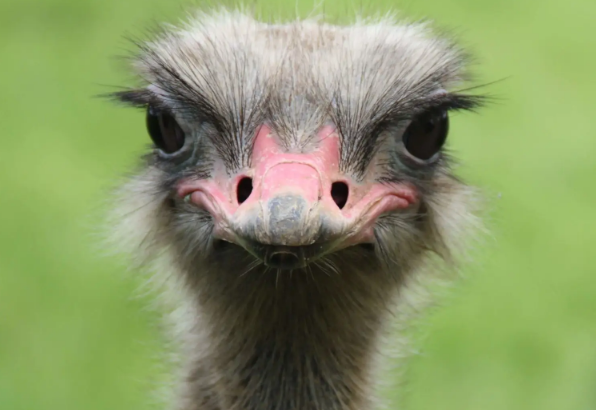 The Ostrich: Africa’s Feathered Giant (Revisited)