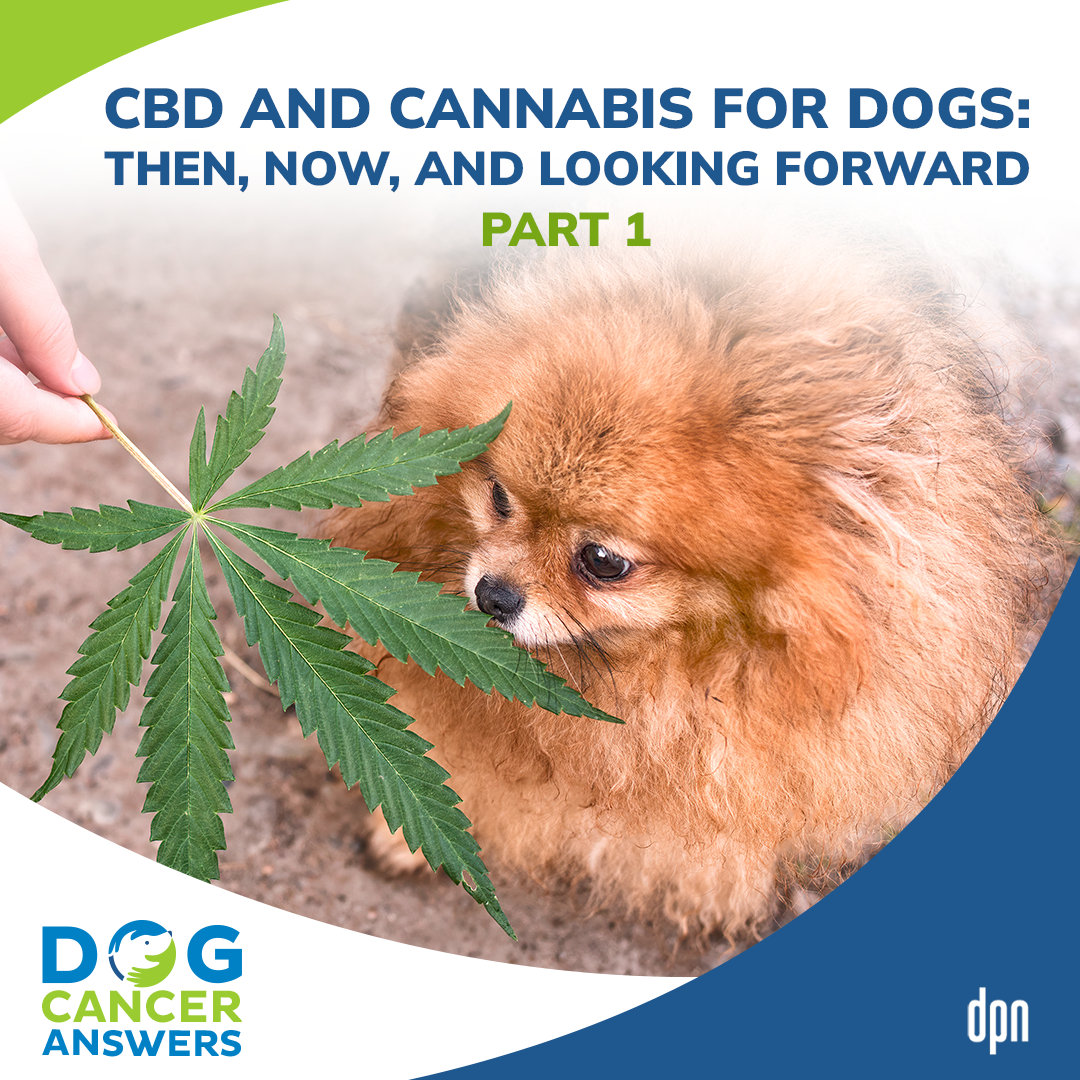 CBD and Cannabis for Dogs: Then, Now, and Looking Forward Part 1 | Dr. Narda Robinson #219