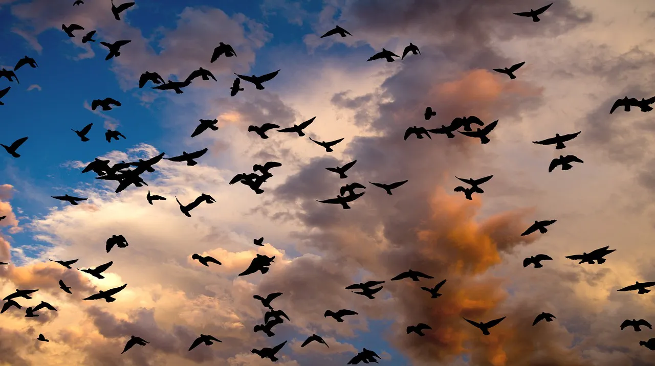Noise Pollution Impacts on Birds w/Natalie Madden episode artwork