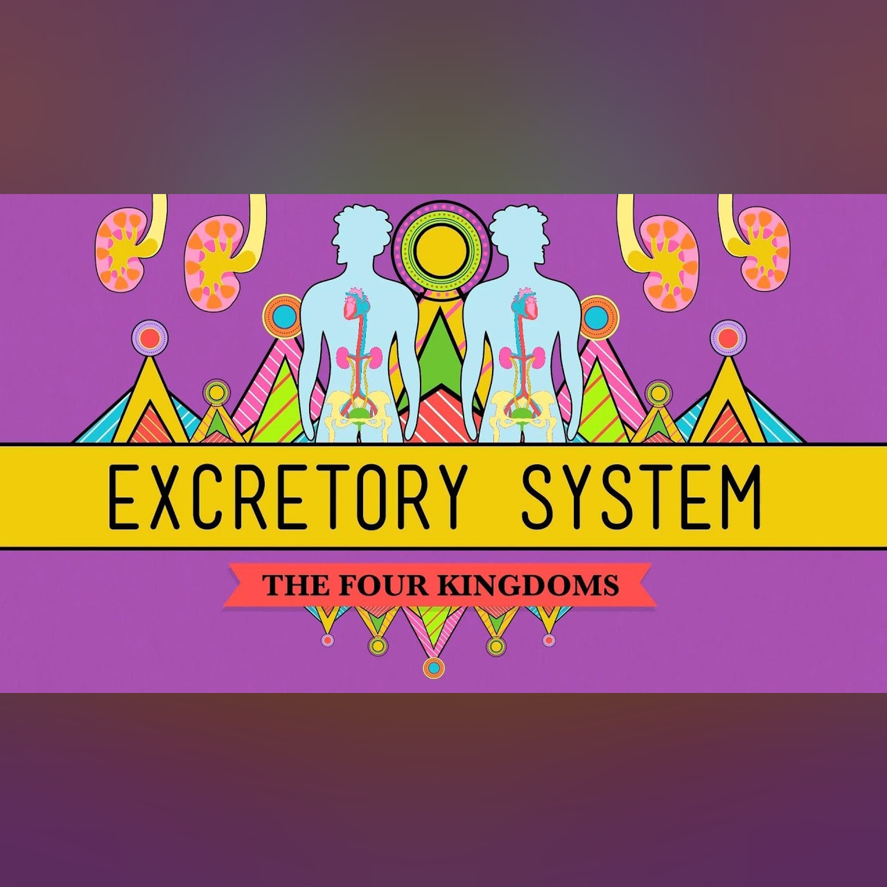The Excretory System: From Your Heart to the Toilet -  CrashCourse Biology #29
