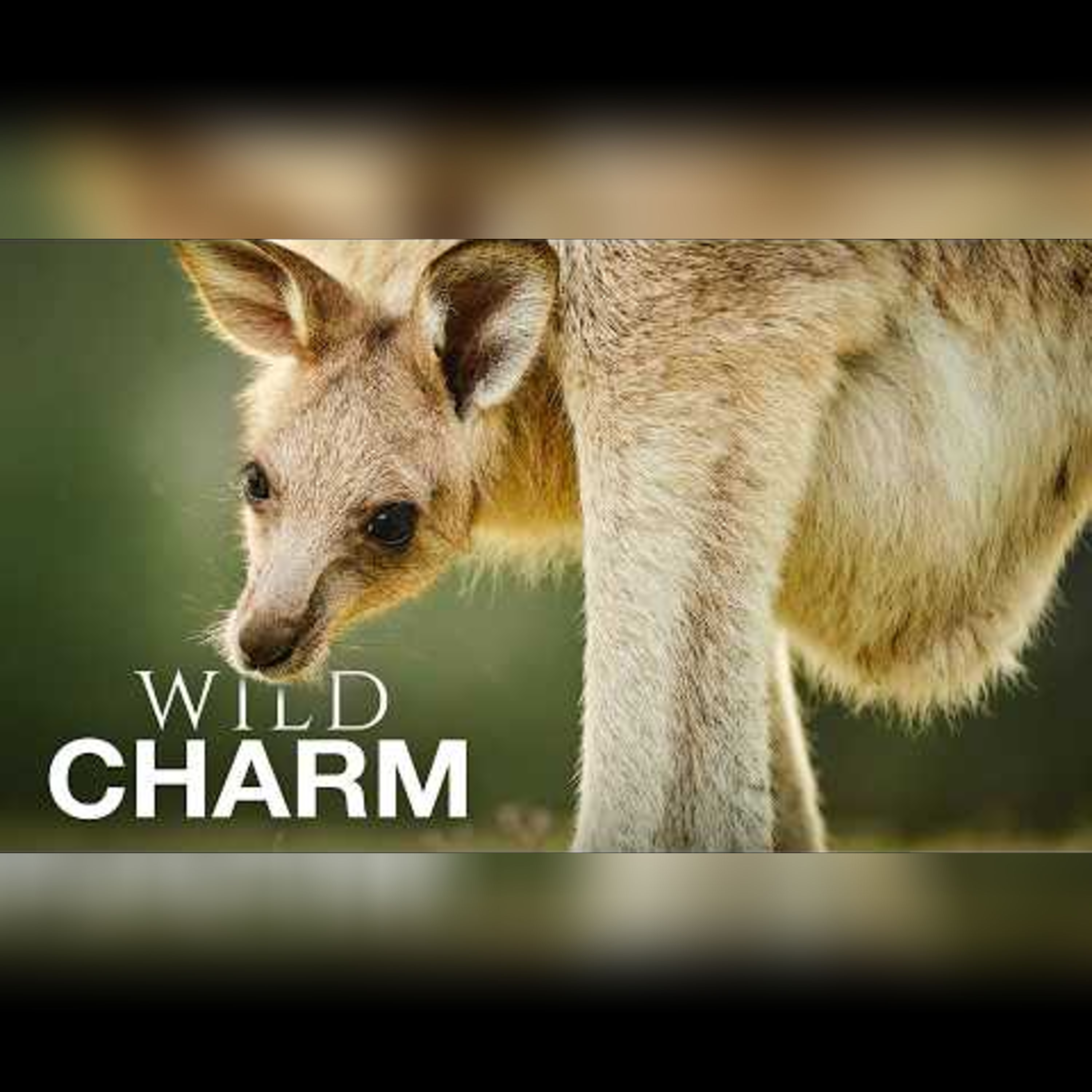 Discover the World's Cutest and Most Fascinating Animals episode artwork