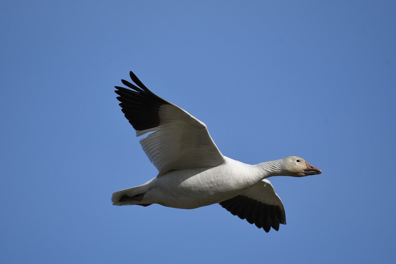 Episode 260: An Avalanche of Snow Geese