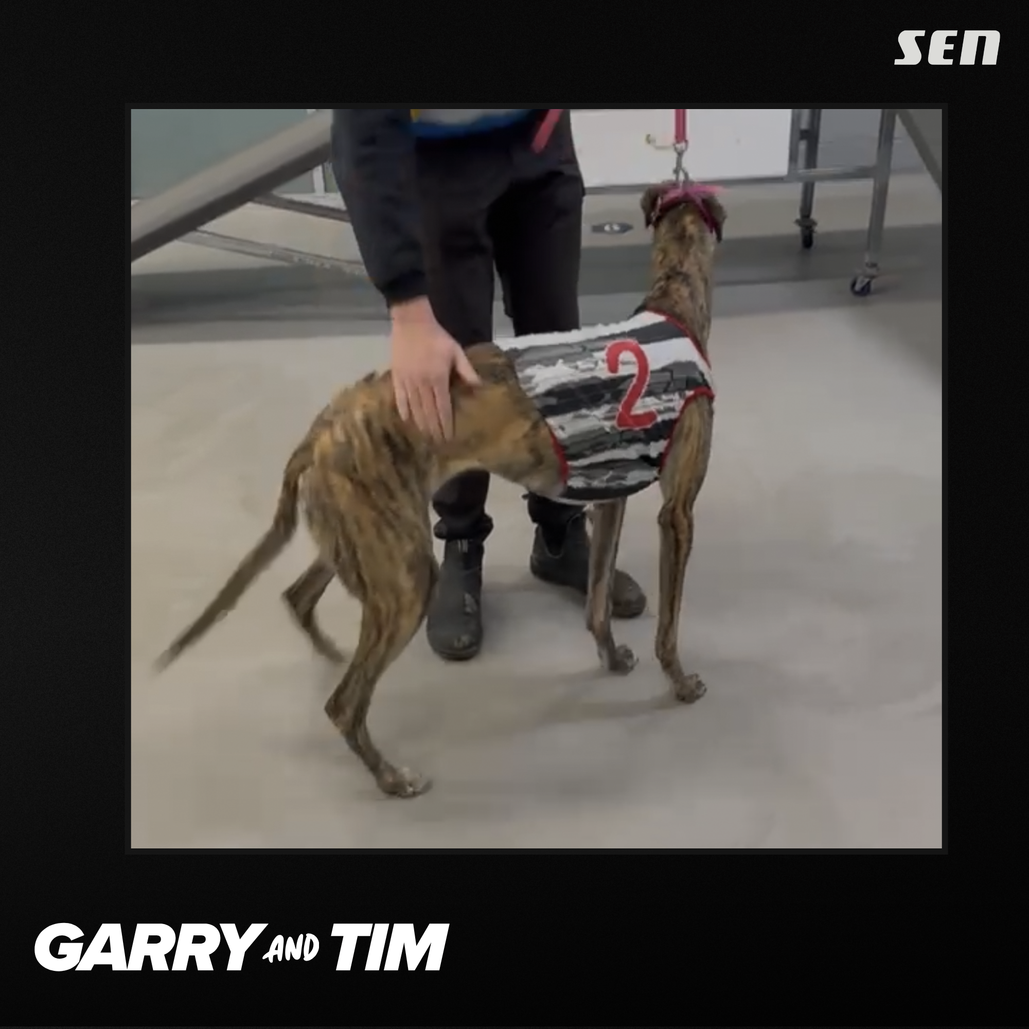 Troy Little, with an update on our greyhound Jon from Epping (13.08.26)