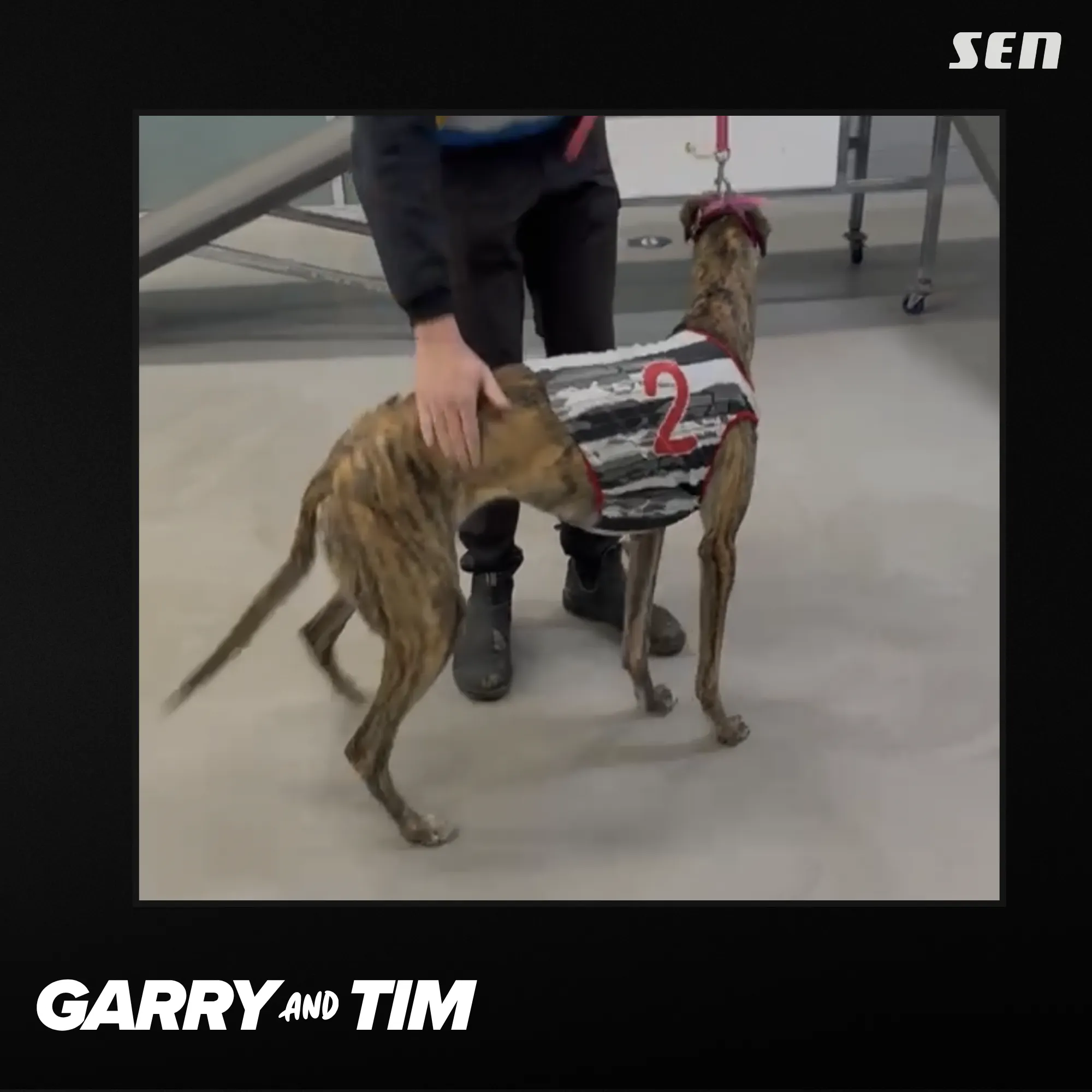 Troy Little, with an update on our greyhound Jon from Epping (13.08.26)