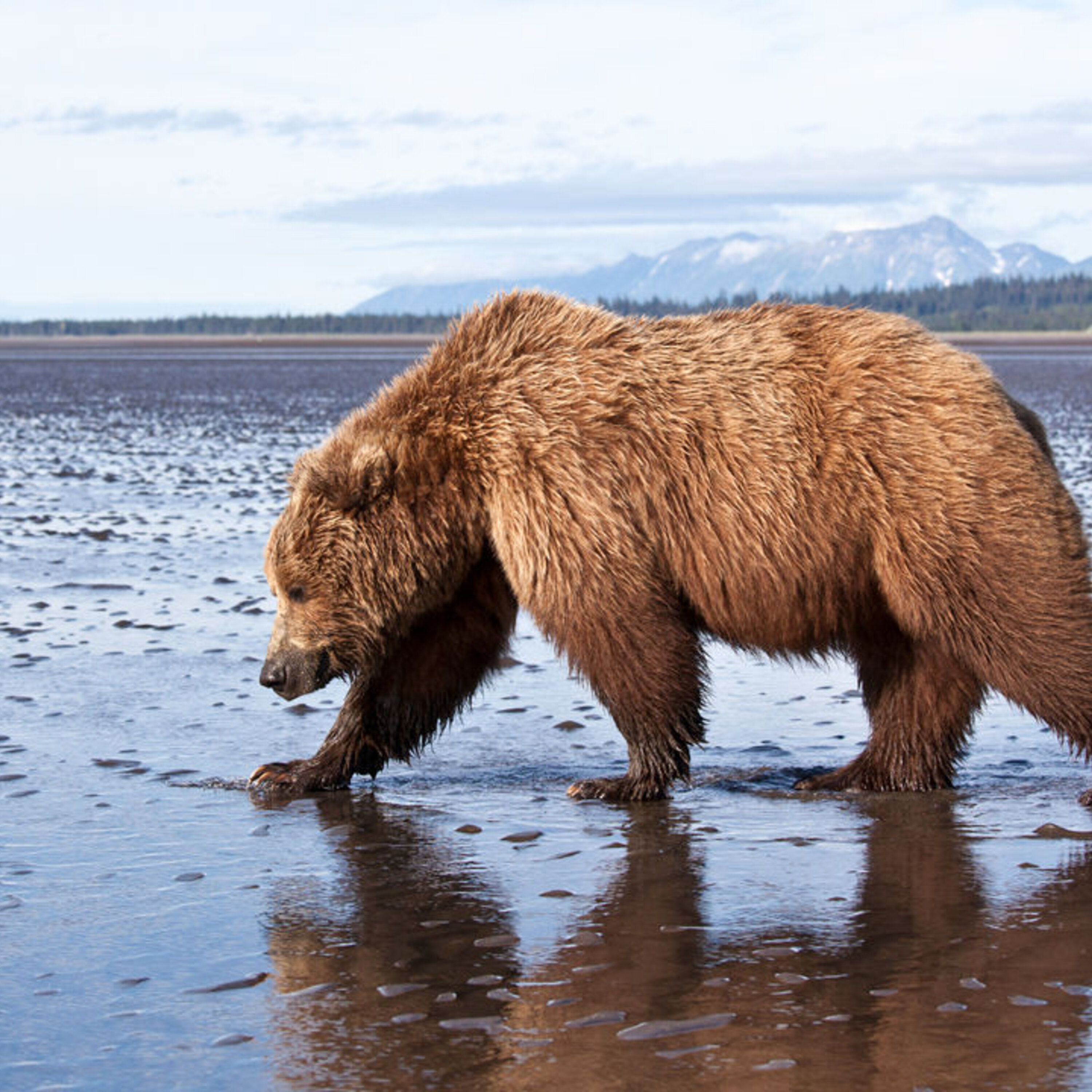 Podcast: The archaeology of democracy, new additions to the uncanny valley, and the discovery of ant-ibiotics