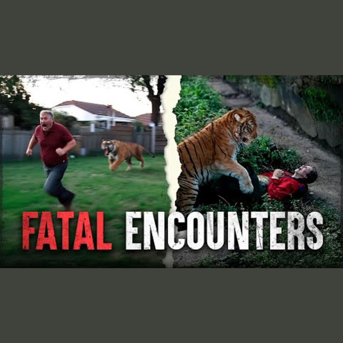 History's Most Lethal Animal Attacks