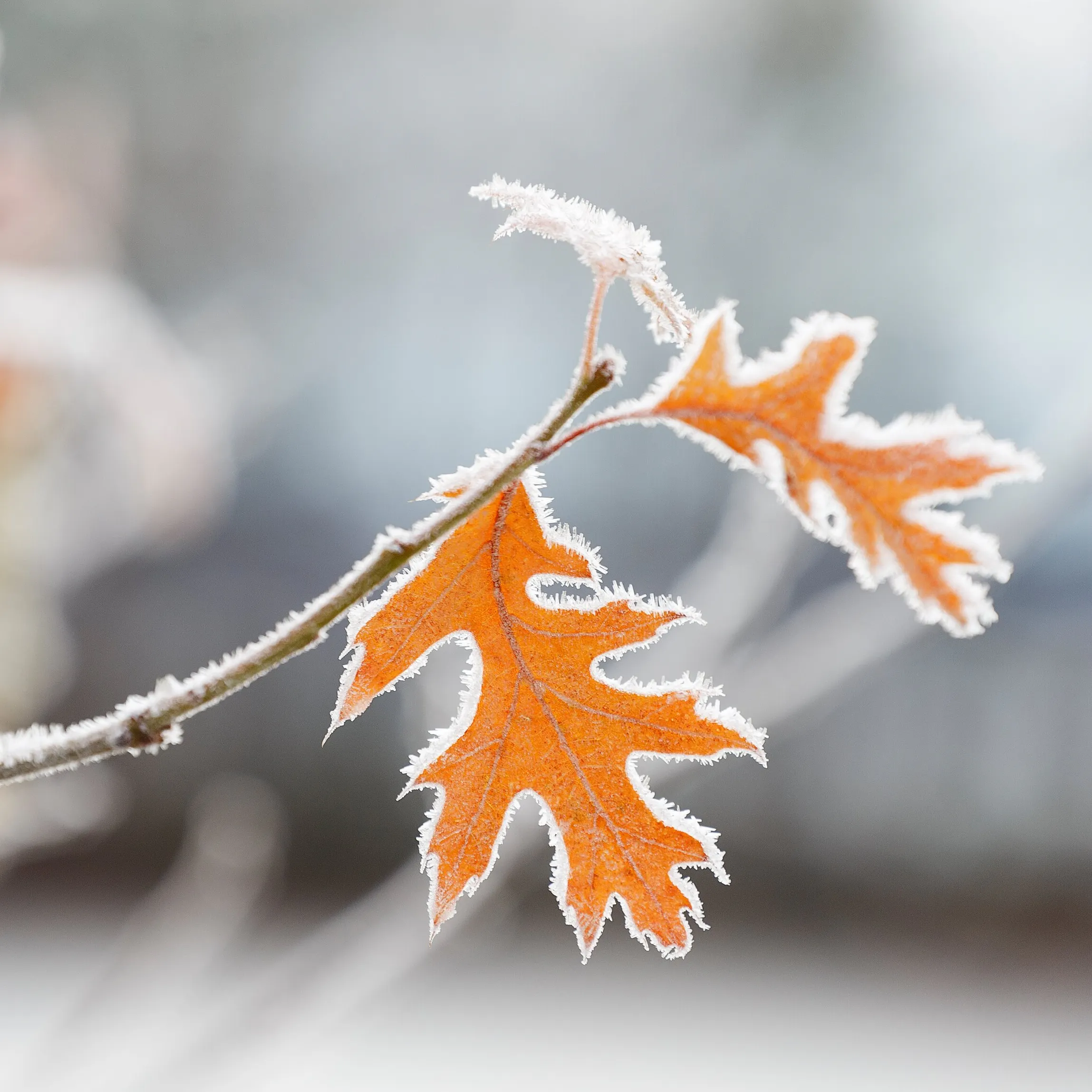 Midwinter Gardens: Influential Plants, Christmas Trees and New RHS Gardens episode artwork