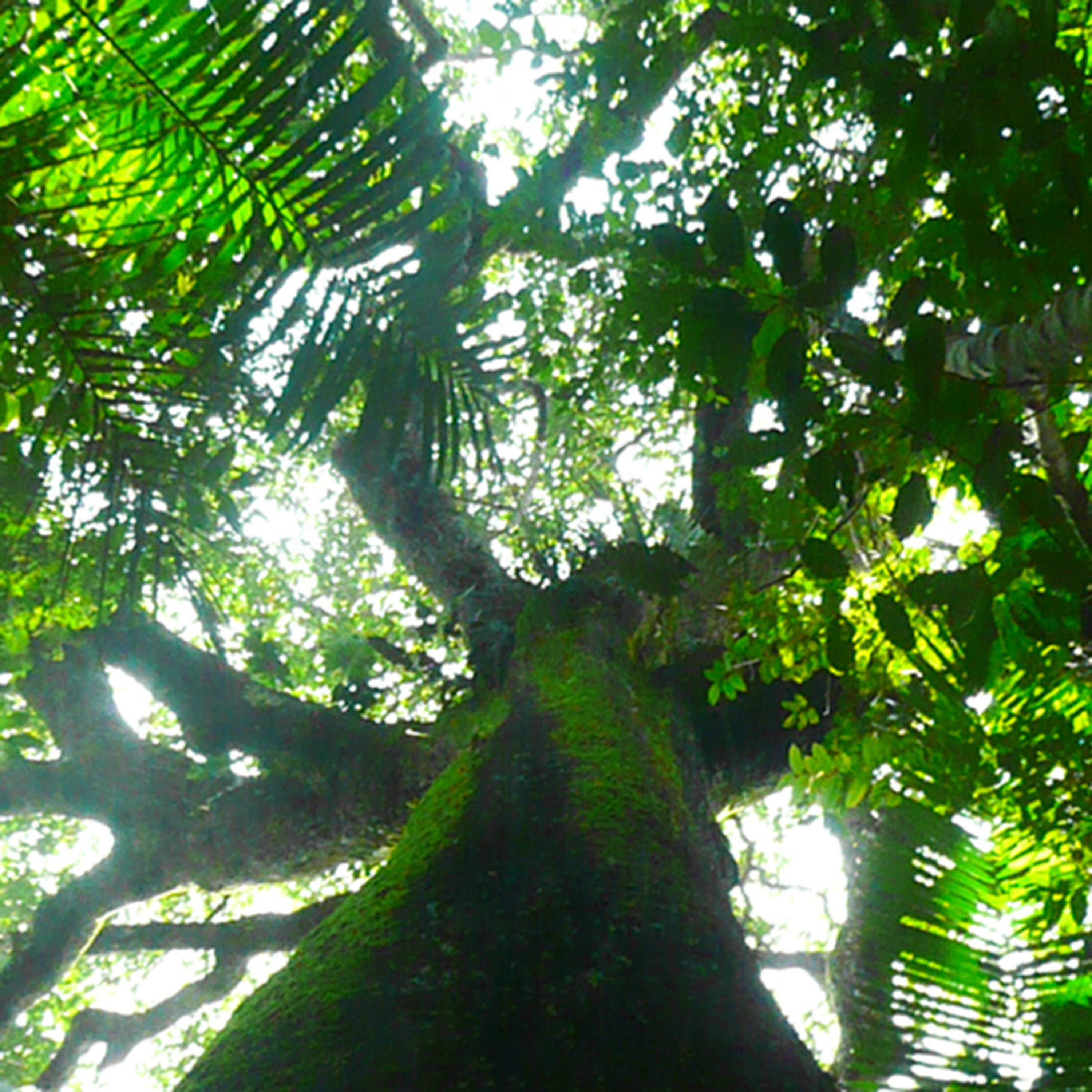 Podcast: Breaking the 2-hour marathon barrier, storing data in DNA, and how past civilizations shaped the Amazon