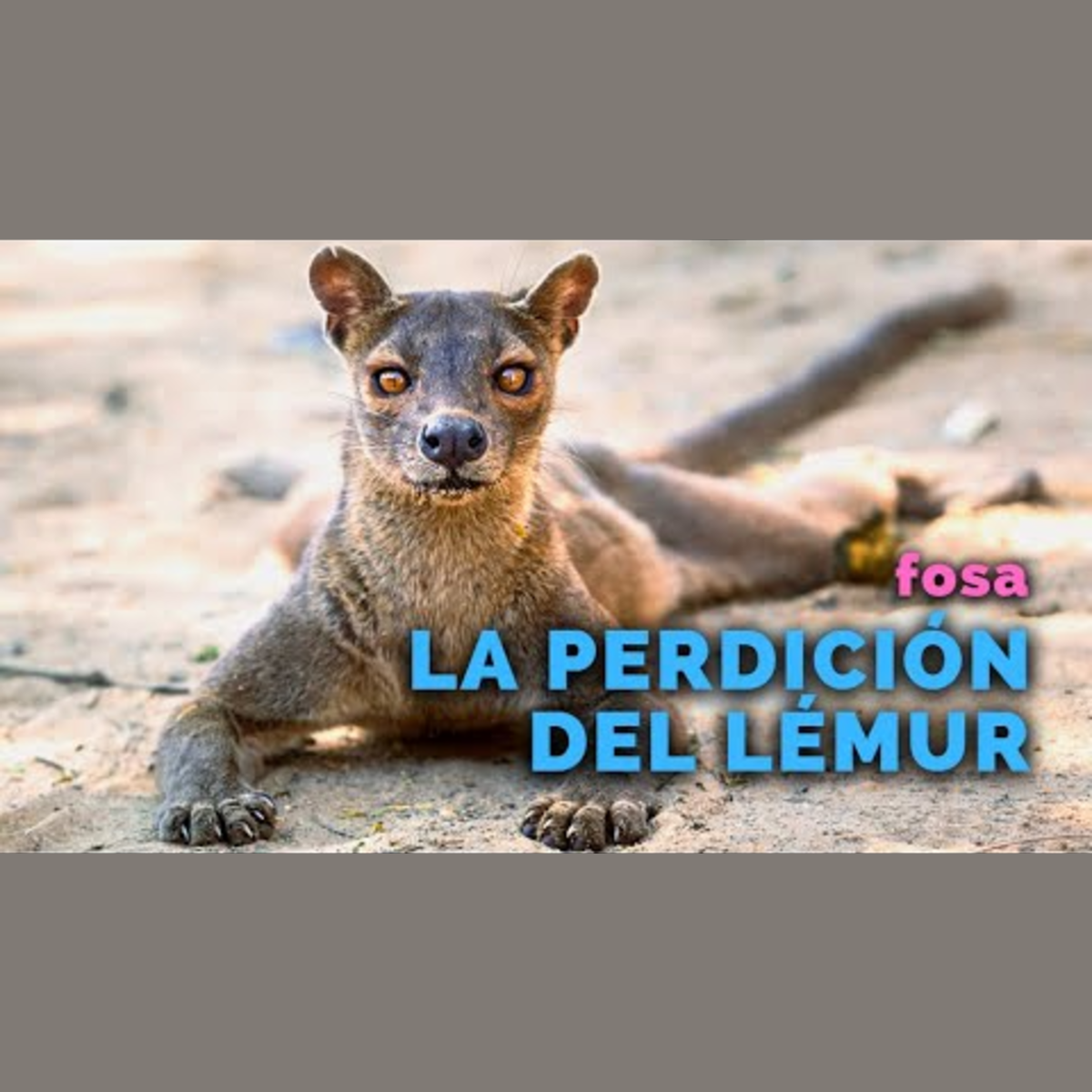 Animalogic En Español