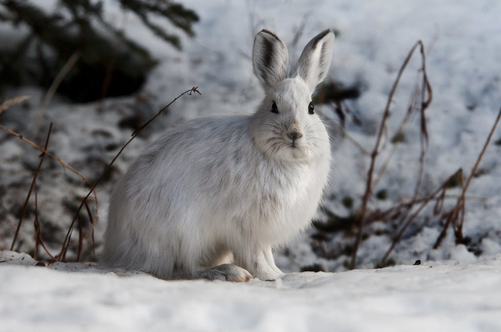 Episode 258: Survivalist, The Snowshoe Hare