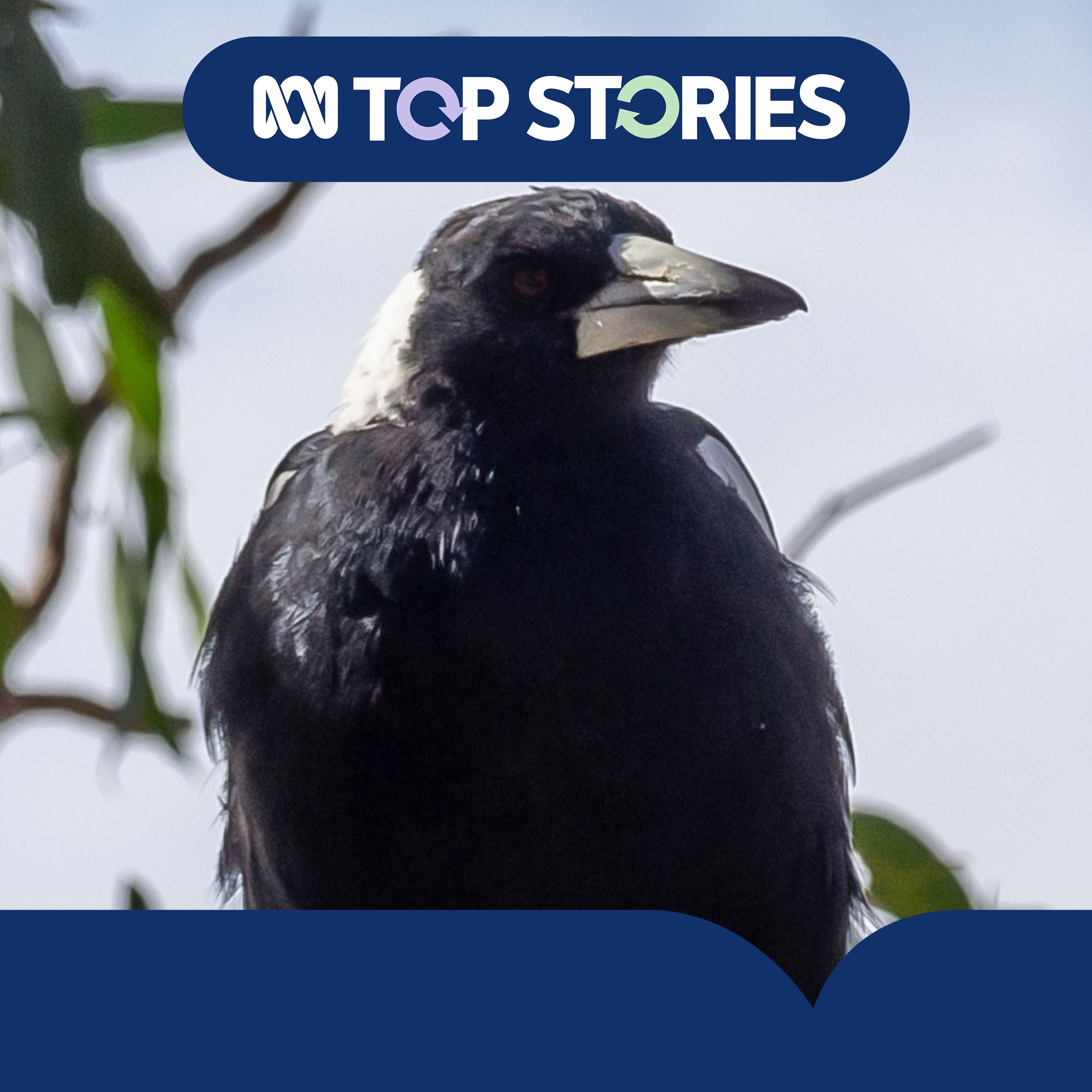 How to avoid becoming a magpie swooping victim this spring episode artwork