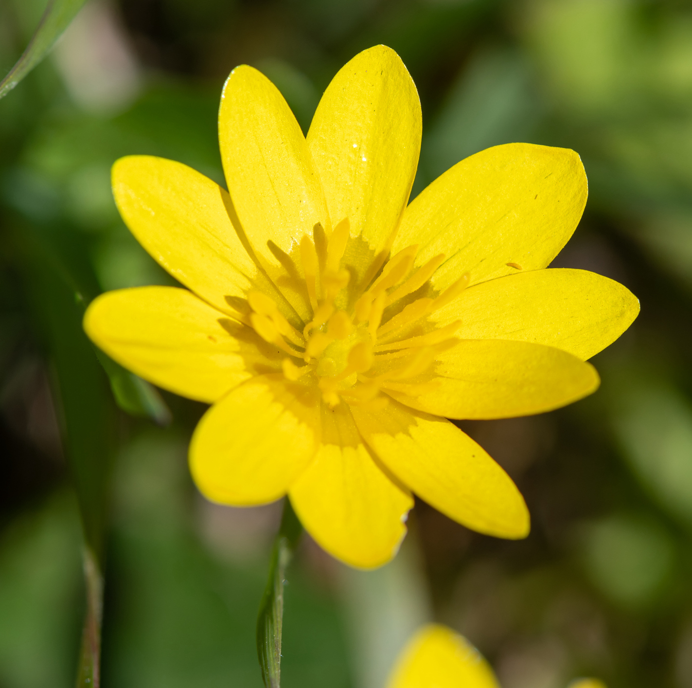 190. Discovering a fabulous project to bring nature into our towns