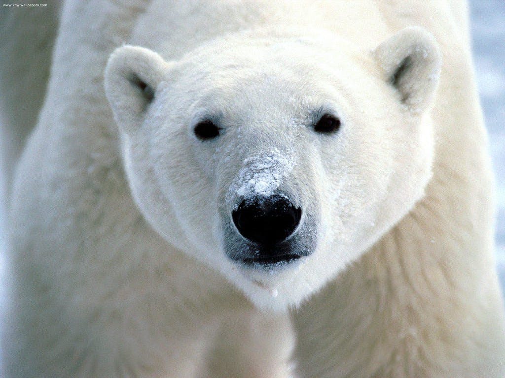 Revisiting Polar Bears in a Changing Climate