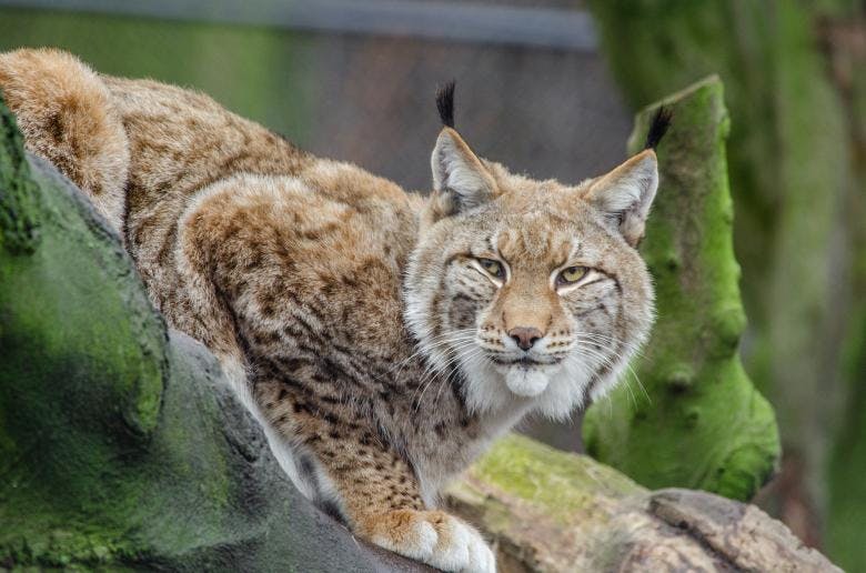 Episode 257: The Elegant Eurasian Lynx