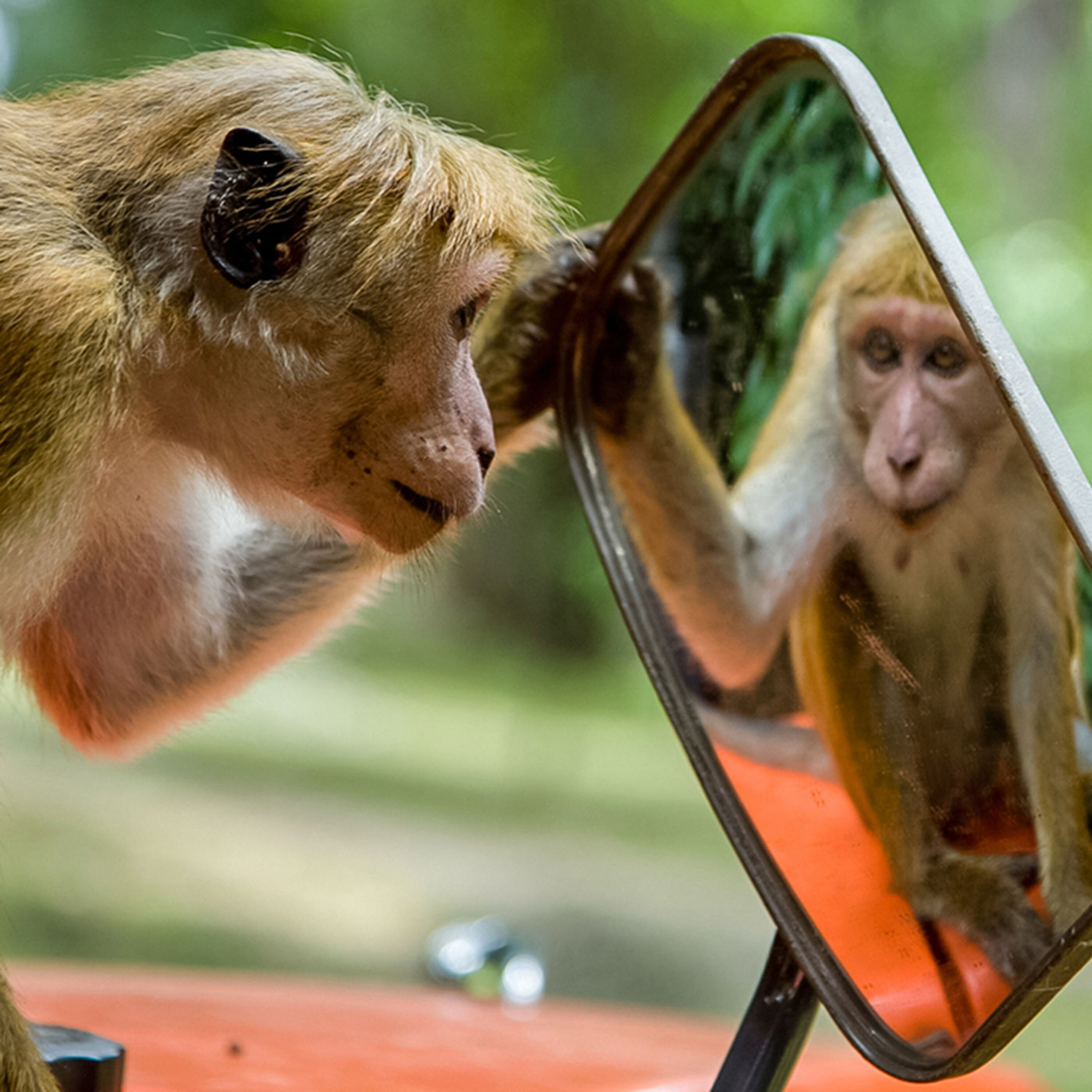 Podcast: Recognizing the monkey in the mirror, giving people malaria parasites as a vaccine strategy, and keeping coastal waters clean with seagrass