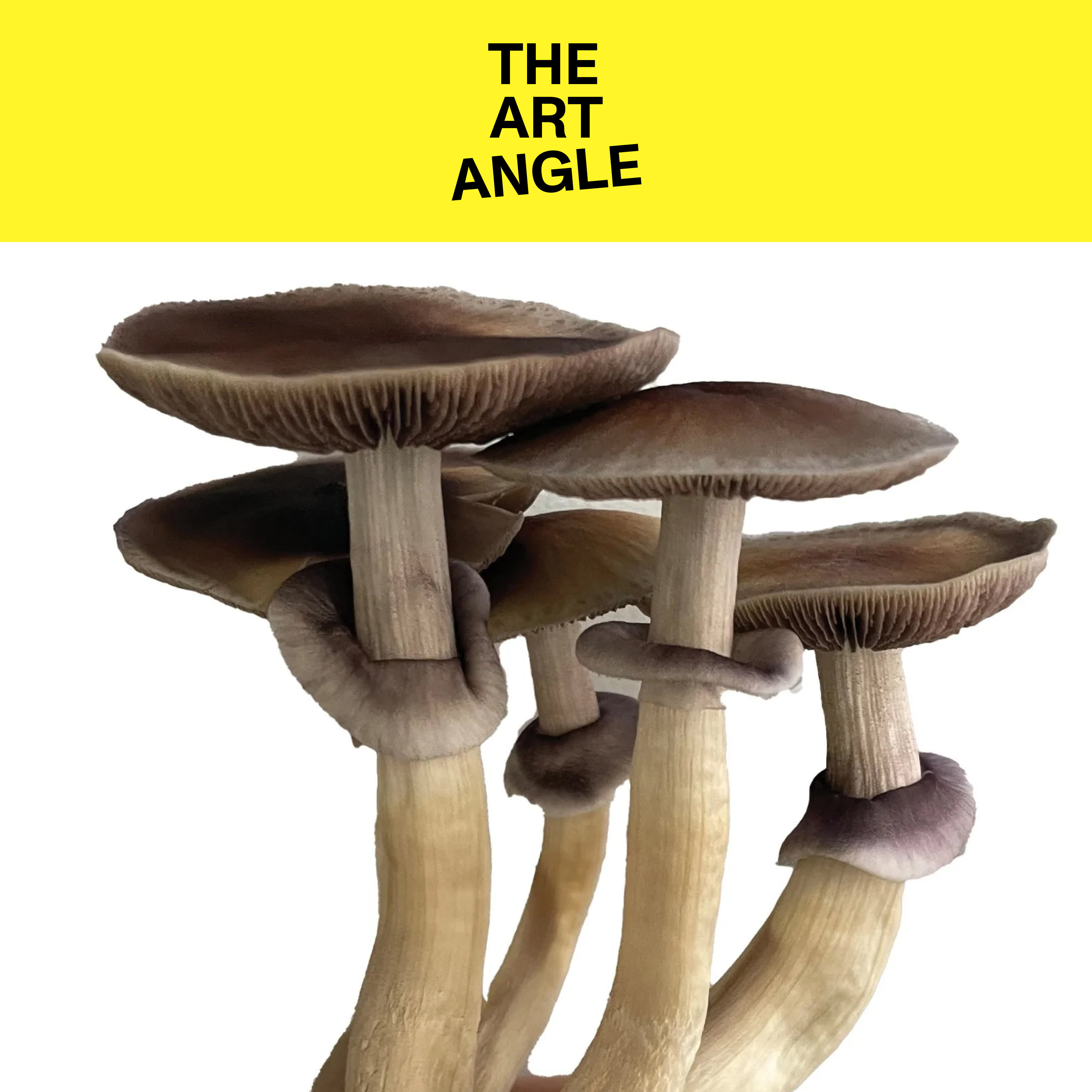 An Artist's Guide to Psychedelic Mushrooms