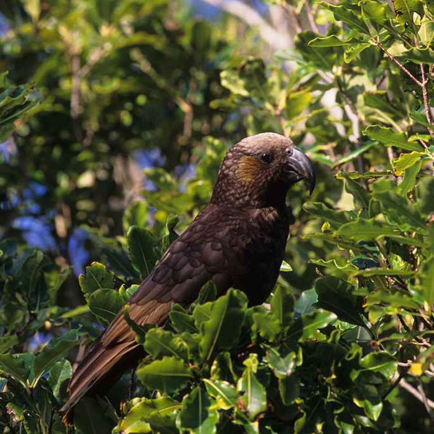 Sound Escape 102: Enthralling spring birdsong from New Zealand