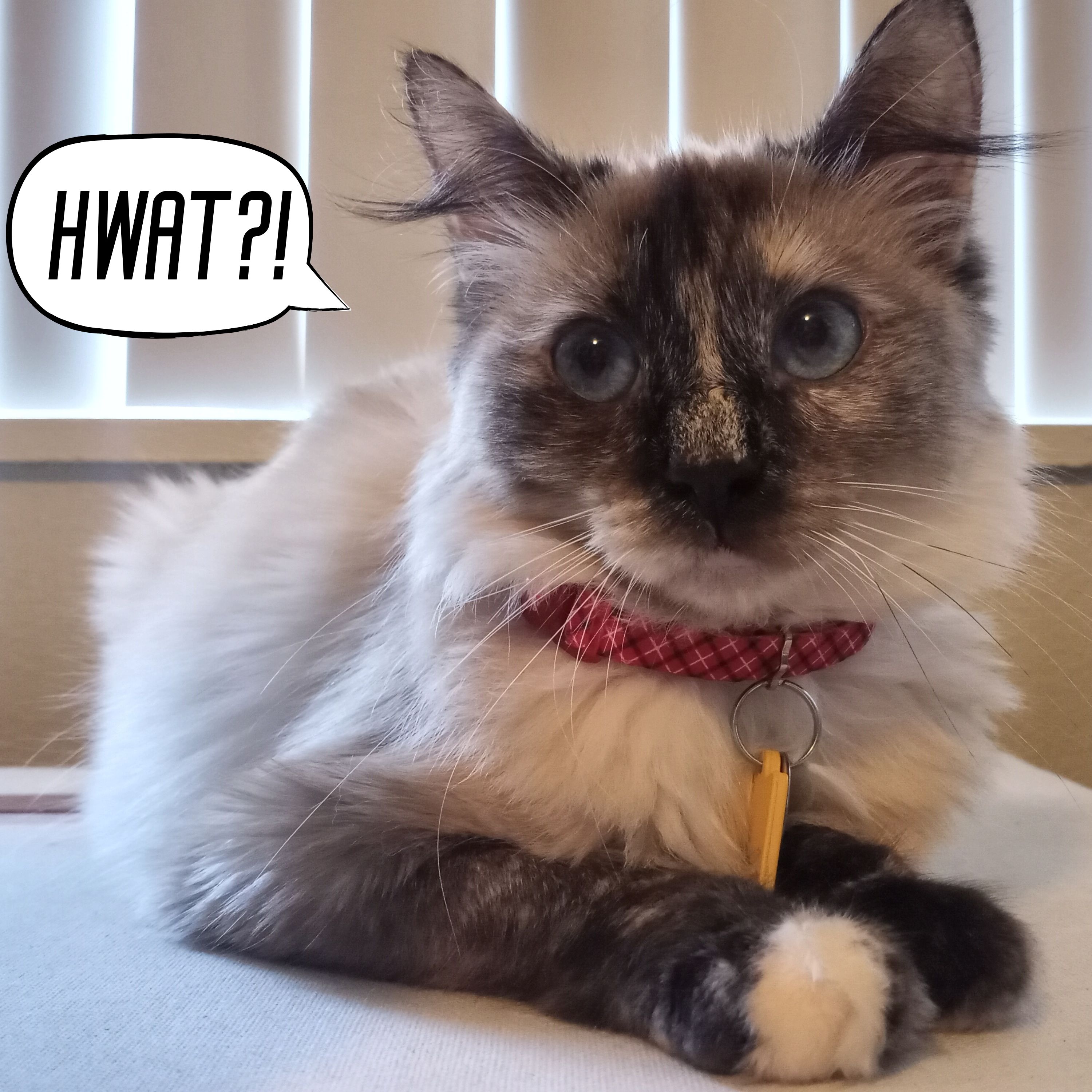 36: Can I Trust That Guy? In my Brain?