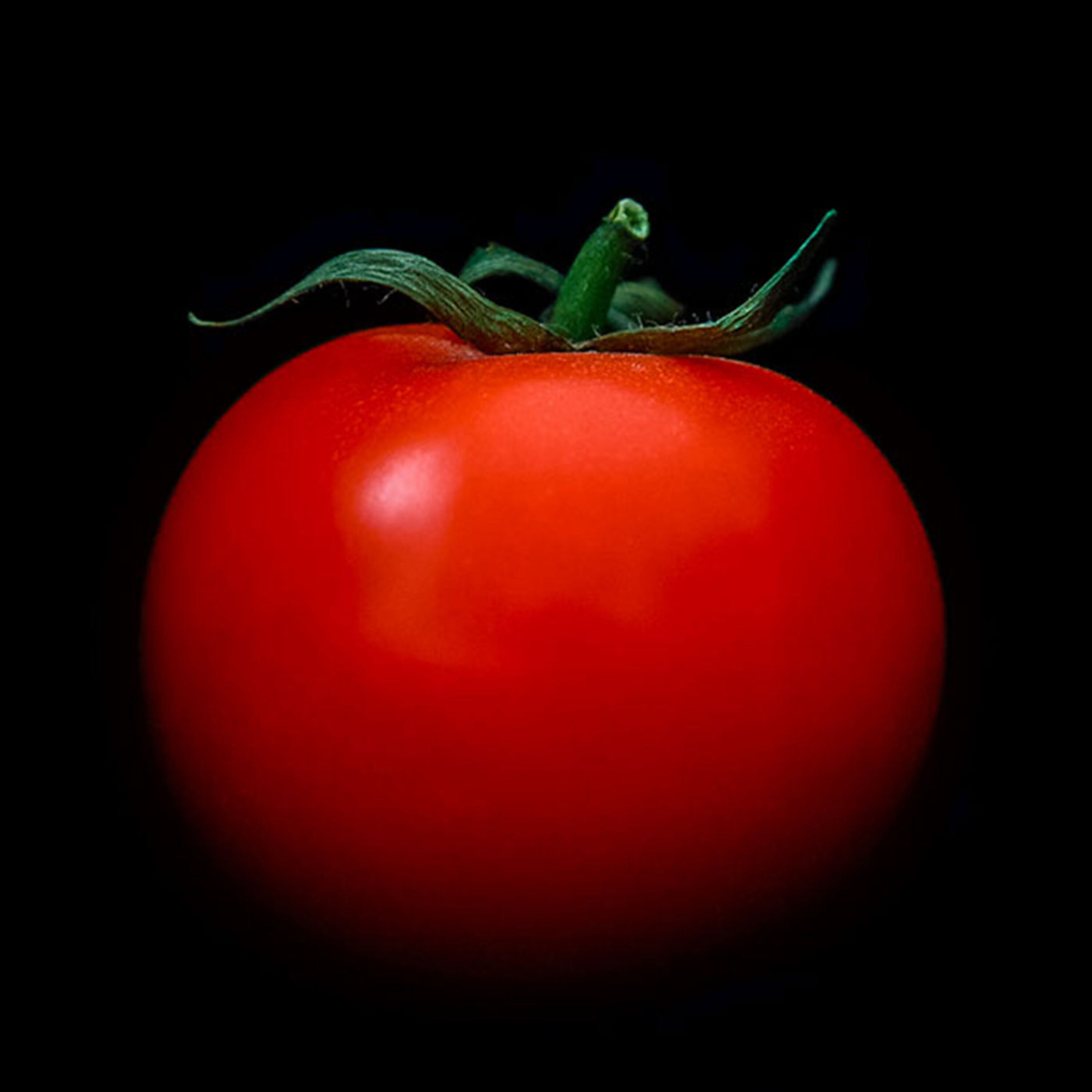 Podcast: Bringing back tomato flavor genes, linking pollution and dementia, and when giant otters roamed Earth