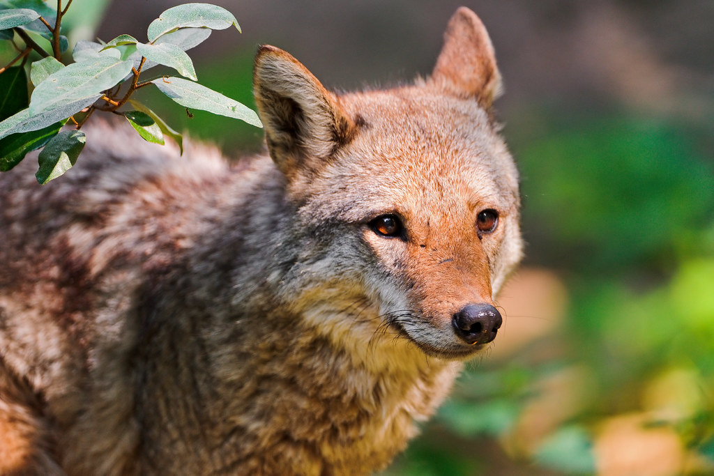The Misunderstood Coyote: Persecution, Resilience, and Renewal