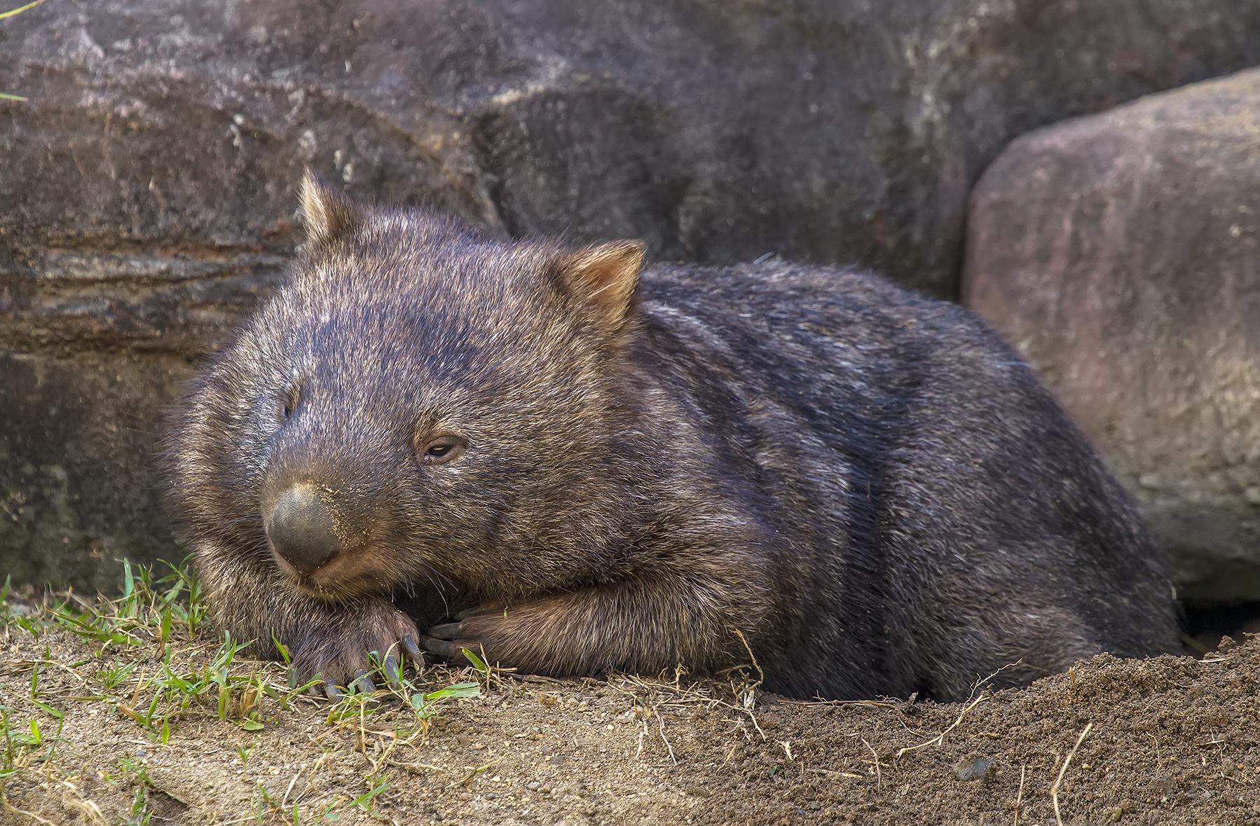 Episode 255: Wisdom of Wombats