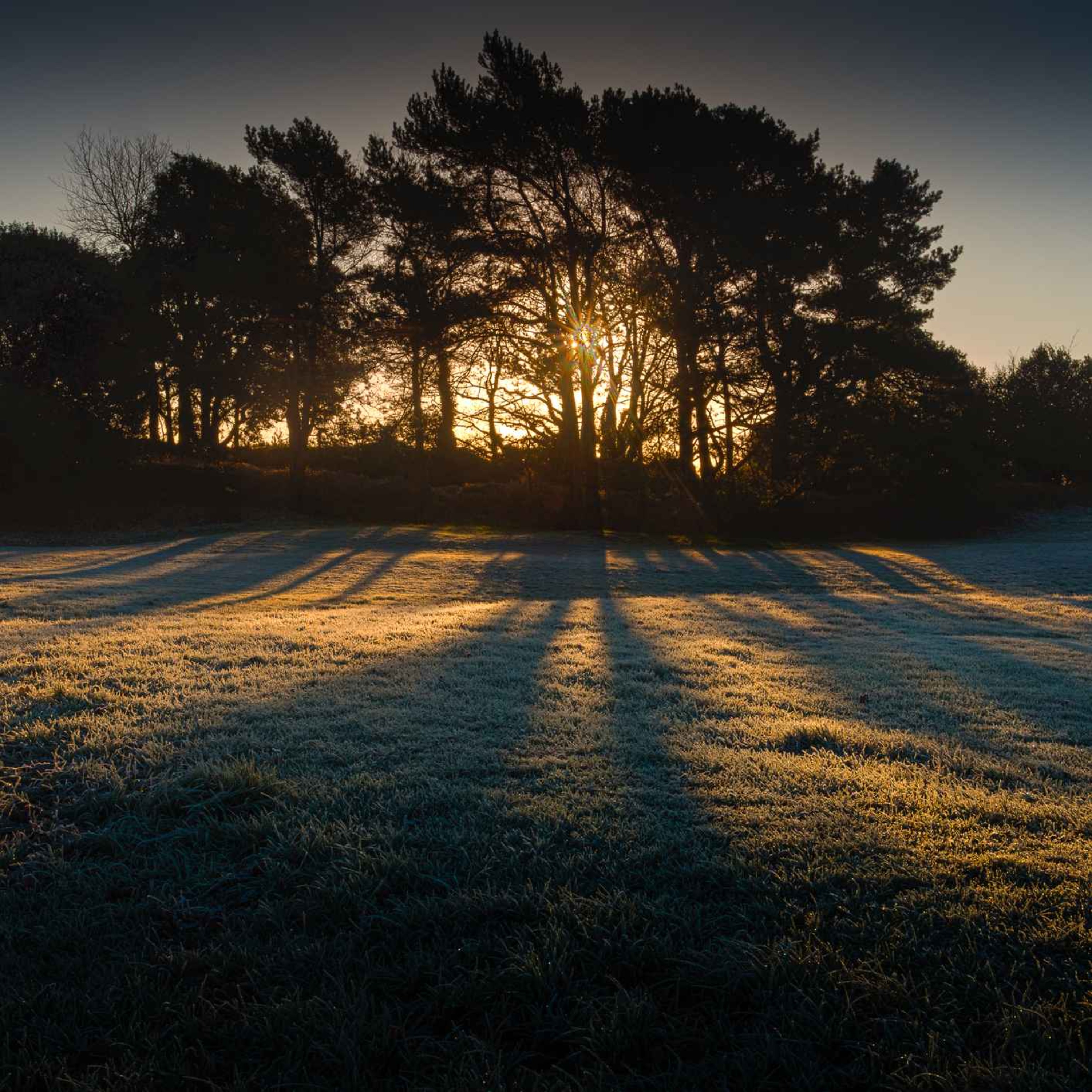 Sound Escape 99: The first birdsong of the year in a garden on Gower