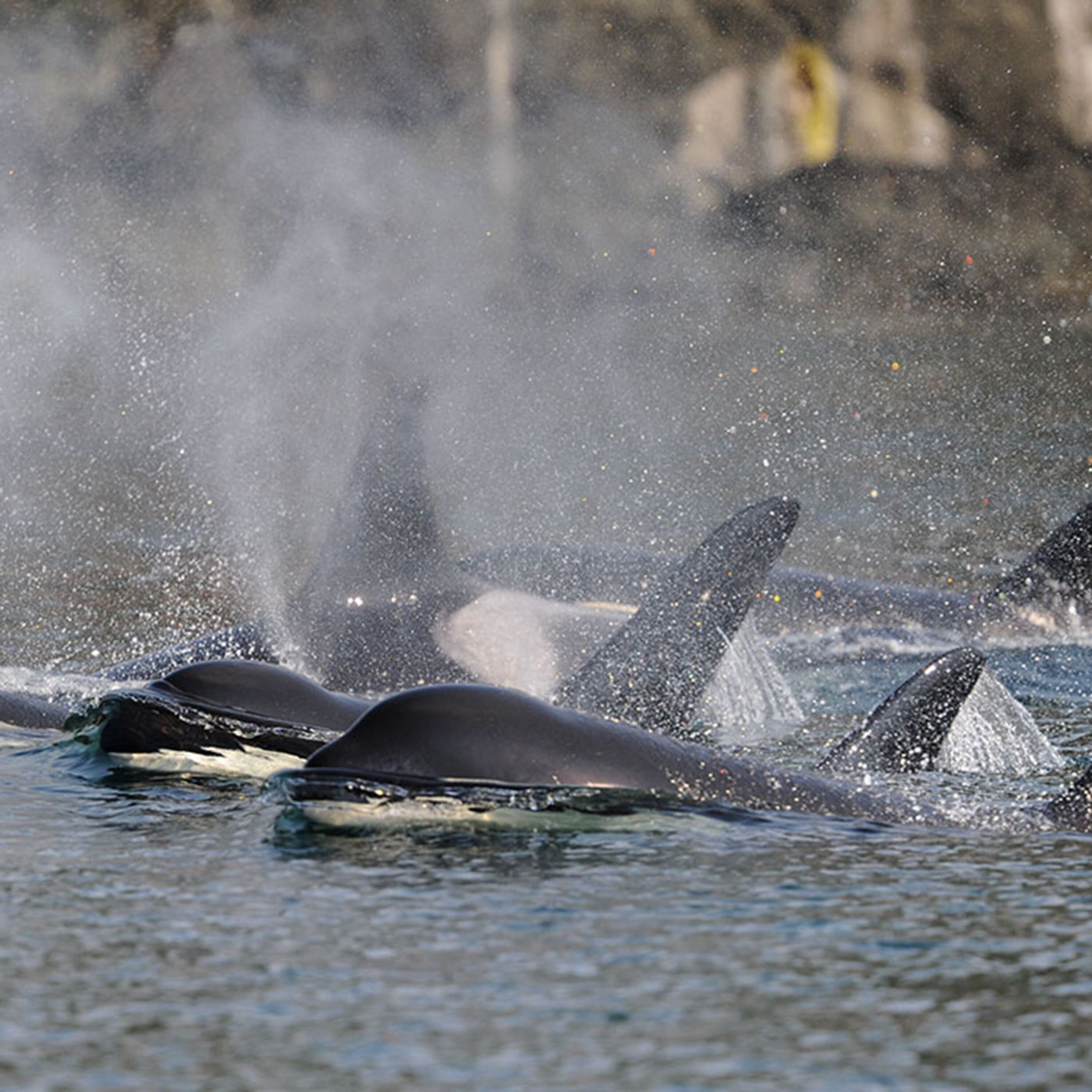 Podcast: Explaining menopause in killer whales, triggering killer mice, and the role of chromosome number in cancer immunotherapy