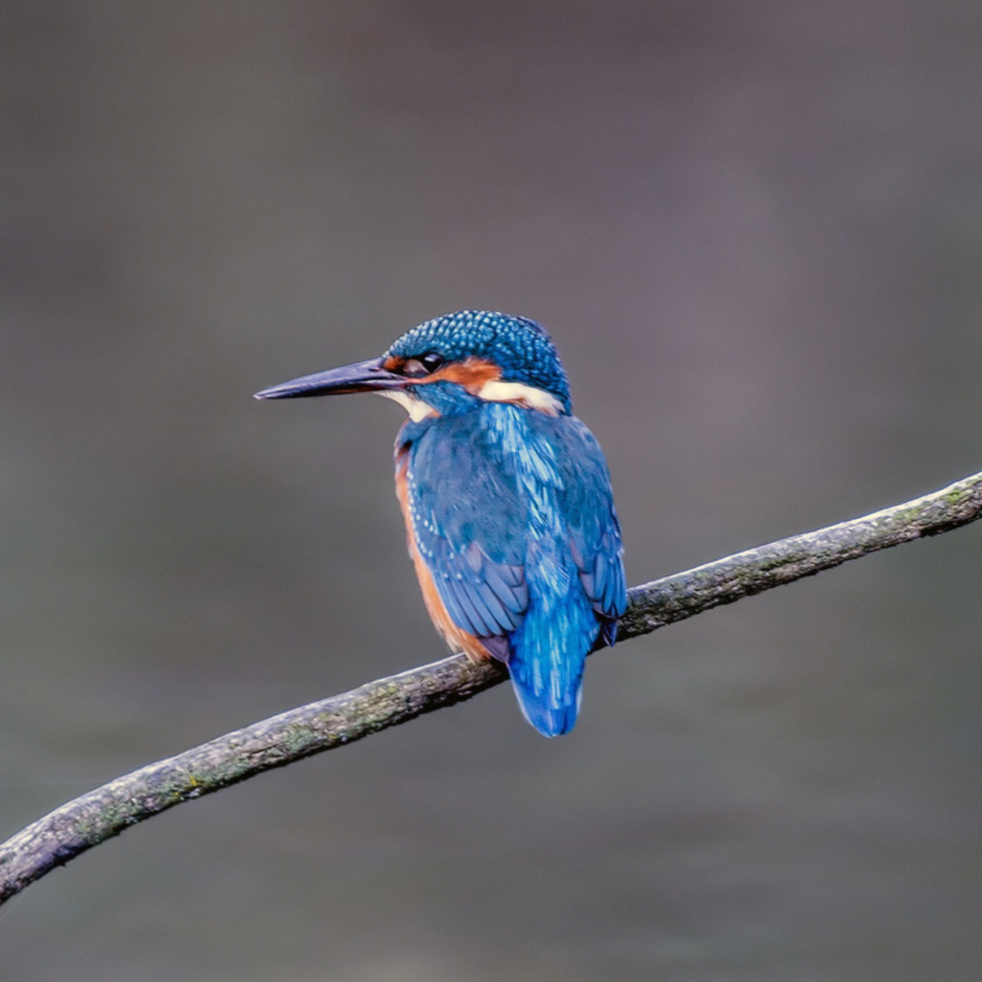 179. Enjoy a New Year wildlife ramble along the River Usk